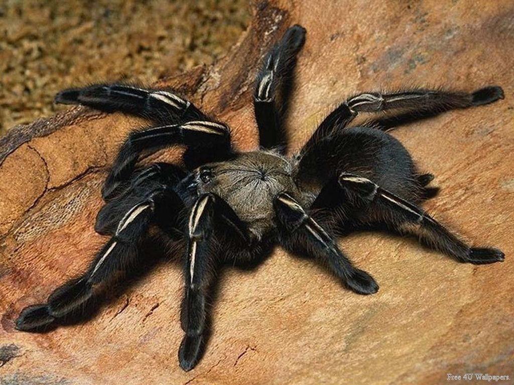 1024x768 Tarantula Free 4K Wallpaper