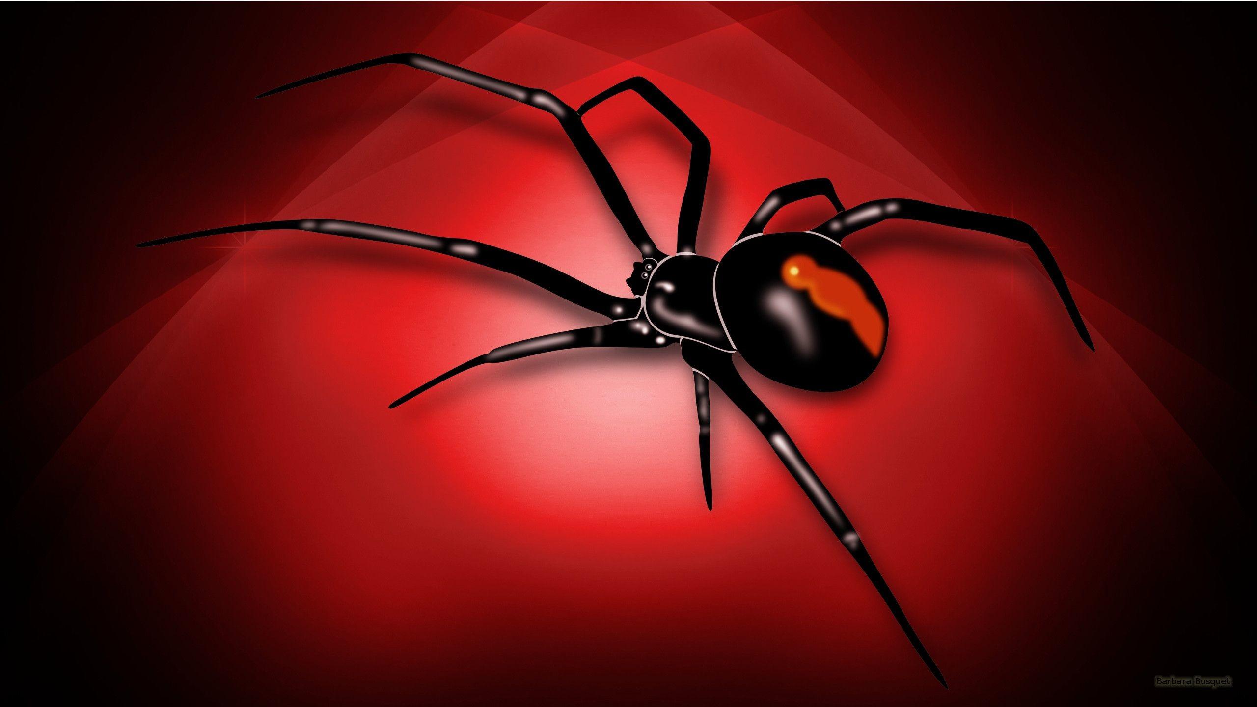 2560x1440 Spider Wallpaper