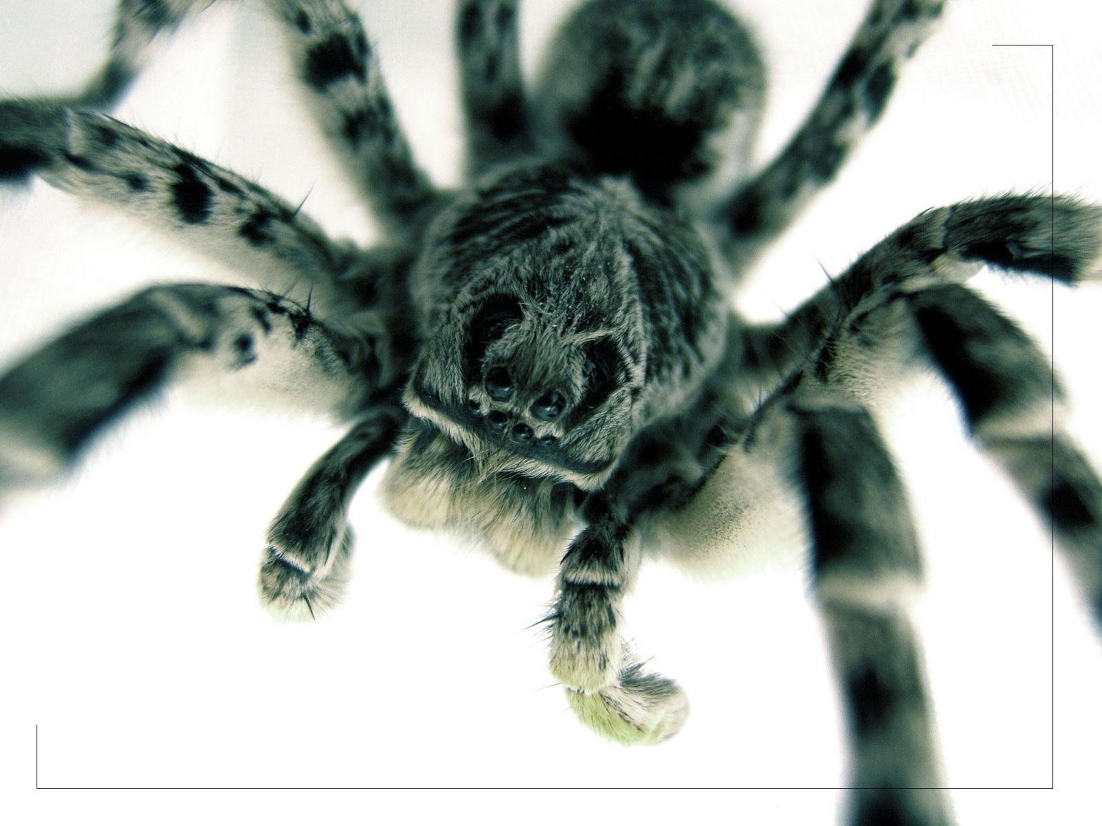 1600x1200 Tarantula upclose wallpaper. Tarantula upclose