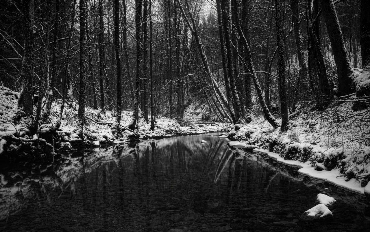 Snow dark wallpapers forest winter Download wallpapers