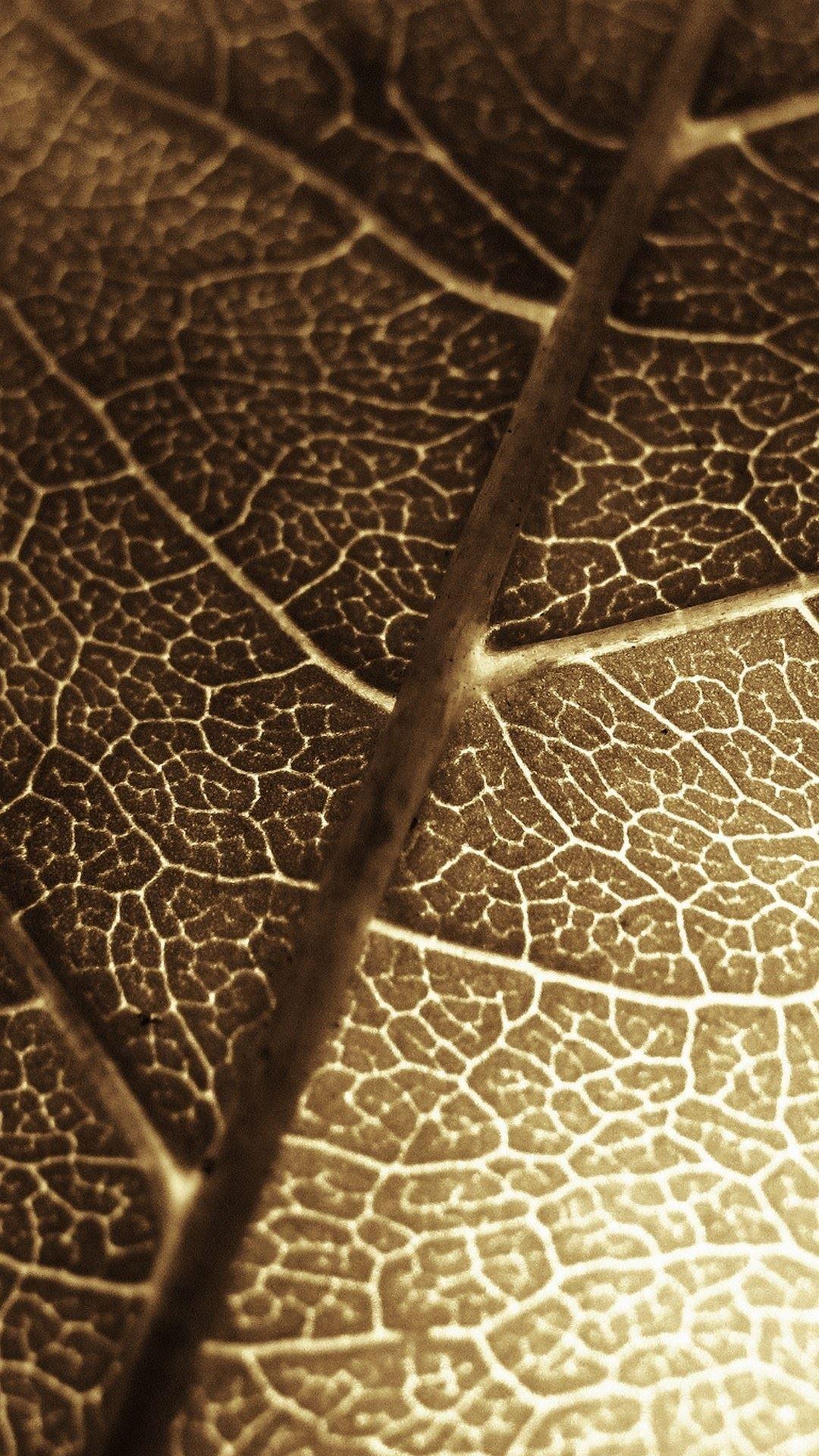 1080x1920 Download Brown Leaf Macro Photo iPhone 6 Plus HD Wallpaper. iPhone