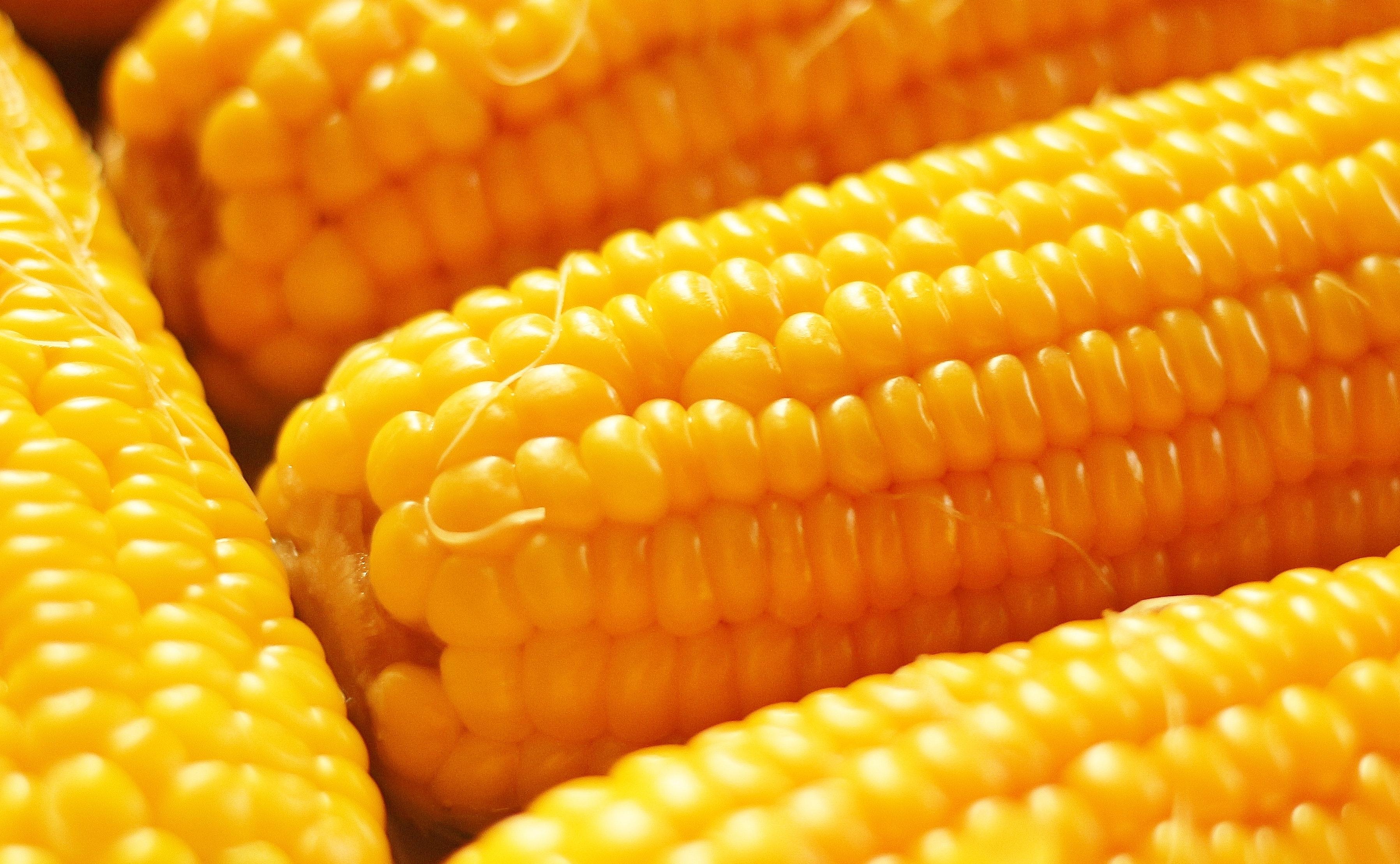 3593x2216 Maize Photo, Download The BEST Free Maize & HD Image