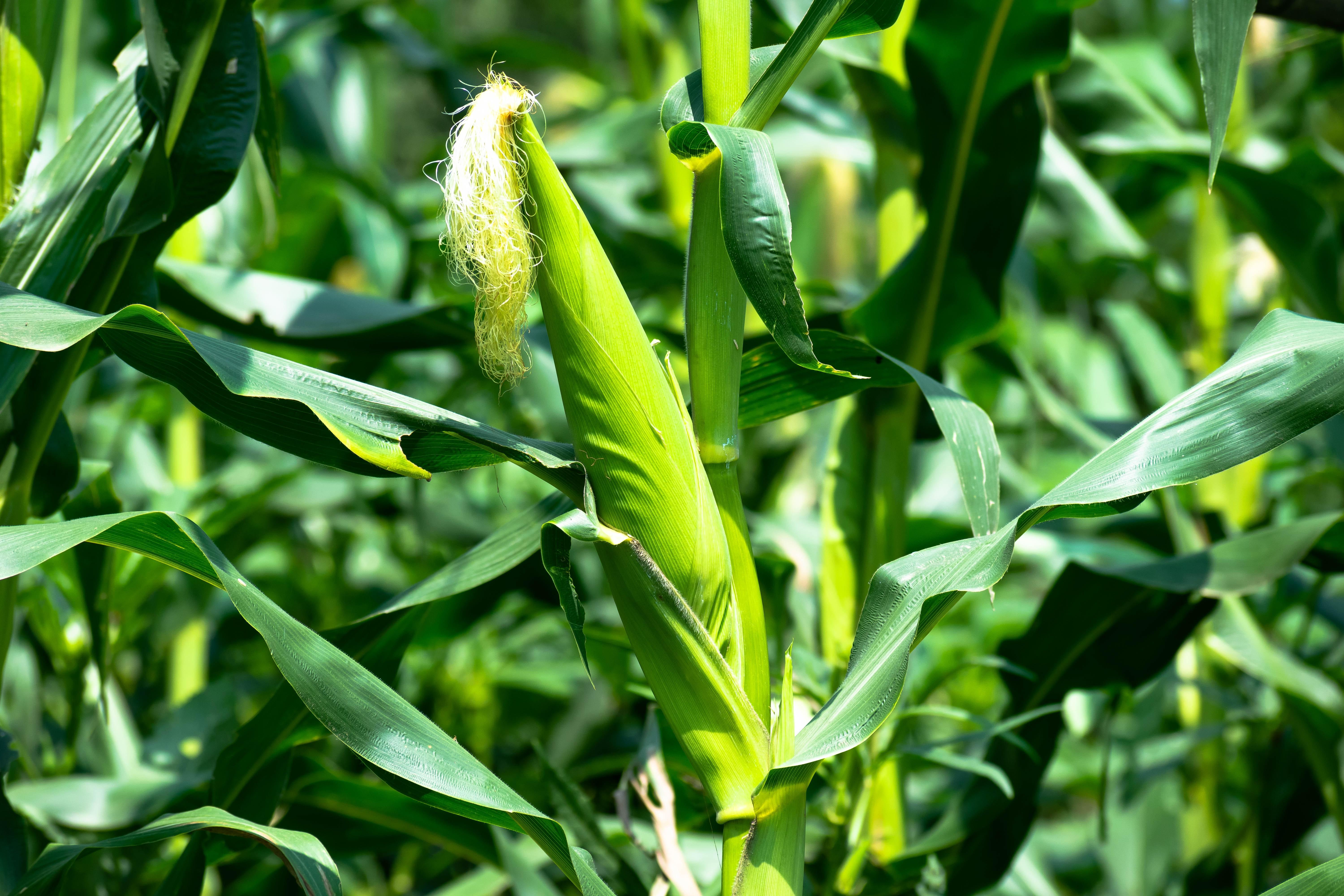 6000x4000 Maize Photo, Download The BEST Free Maize & HD Image