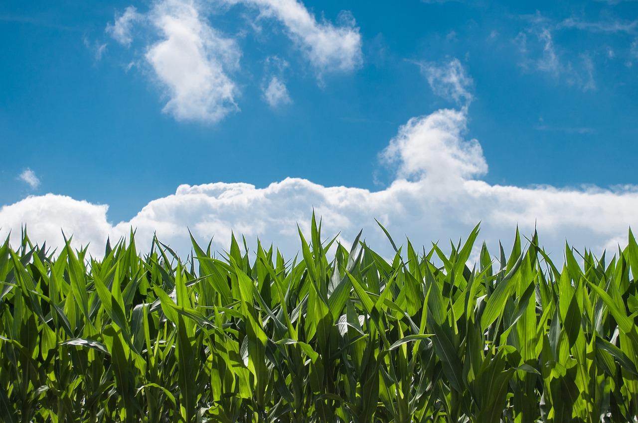 1280x850 Free Maize & Corn Image