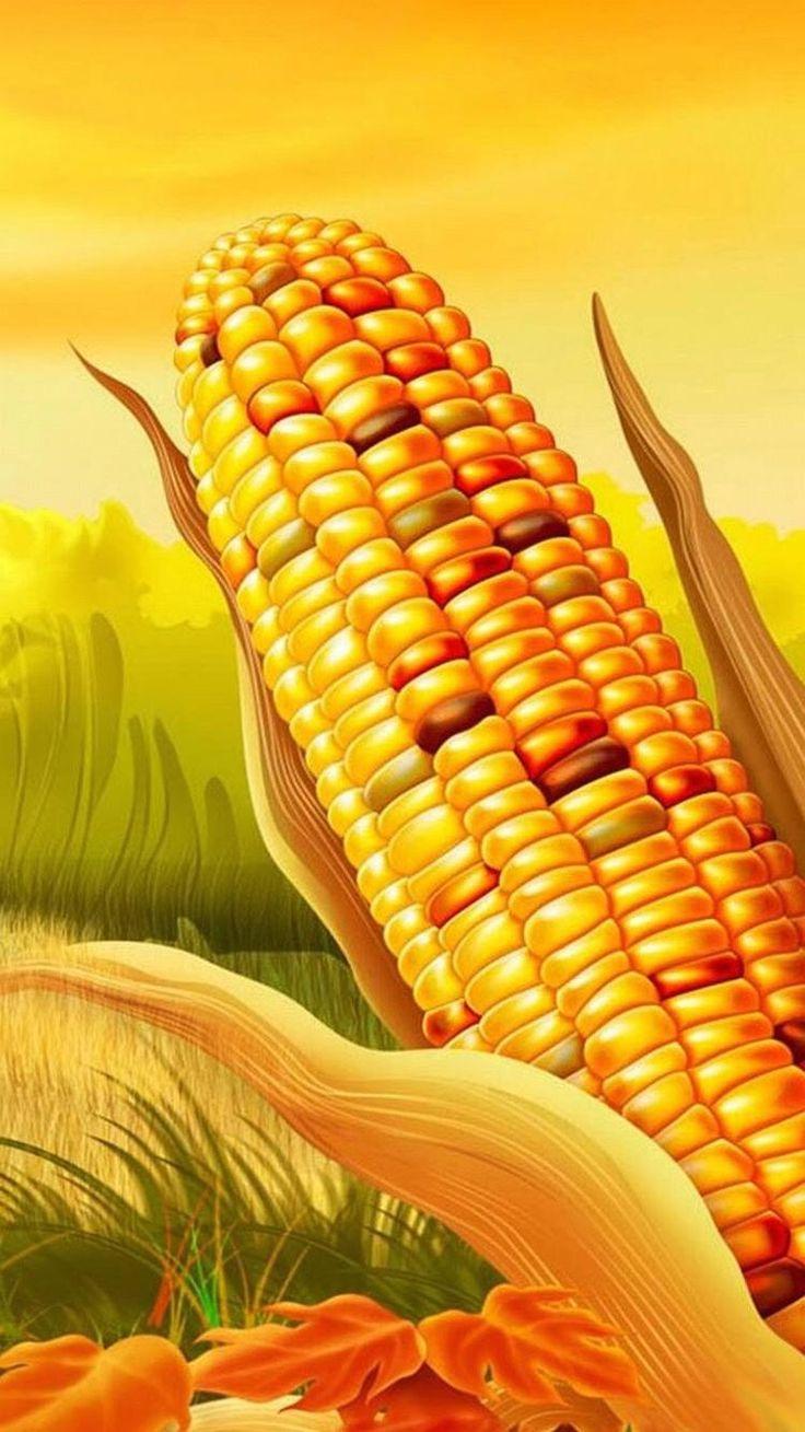 736x1309 Fresh corn on the cob for Dinner