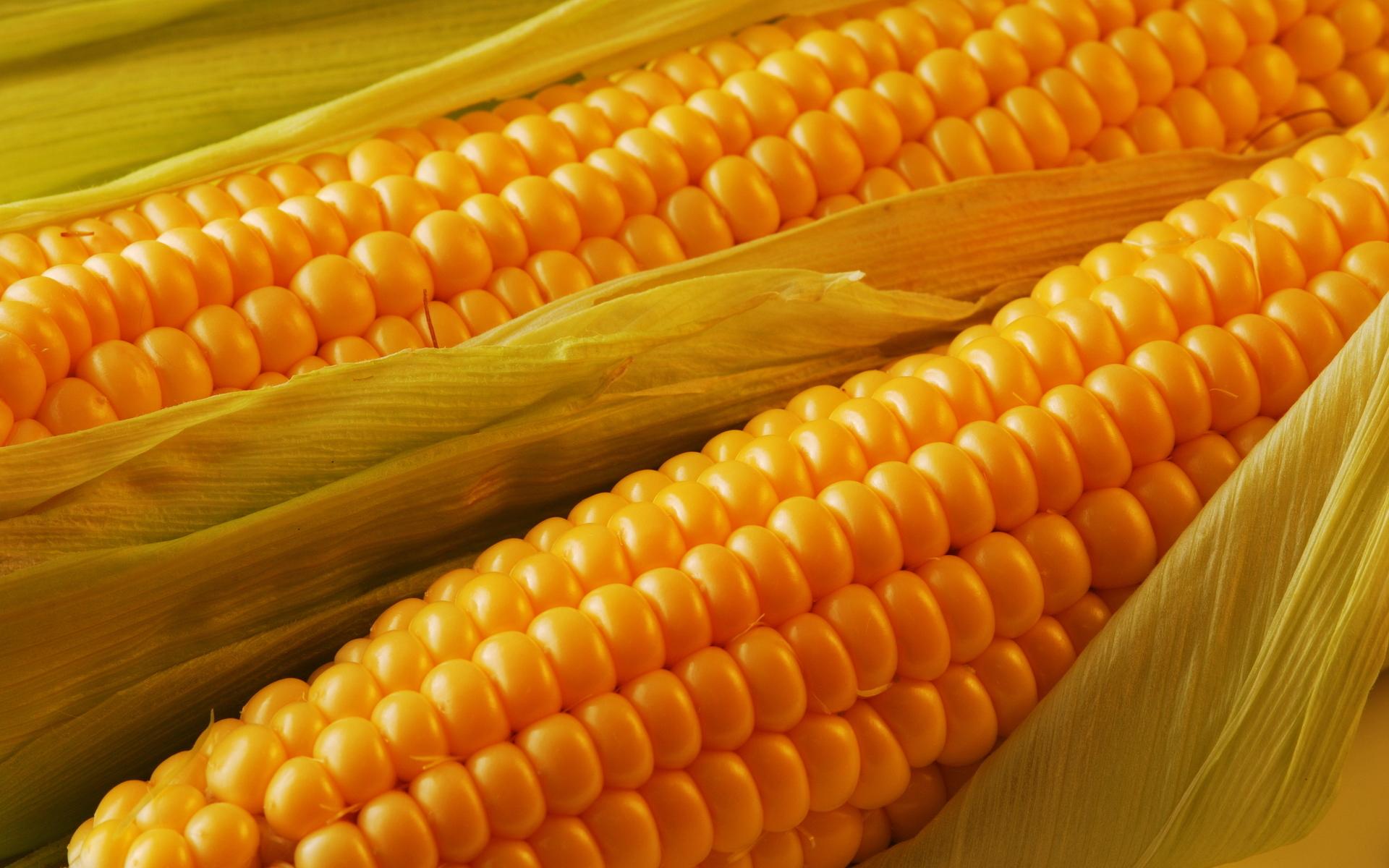 1920x1200 Corn HD Wallpaper