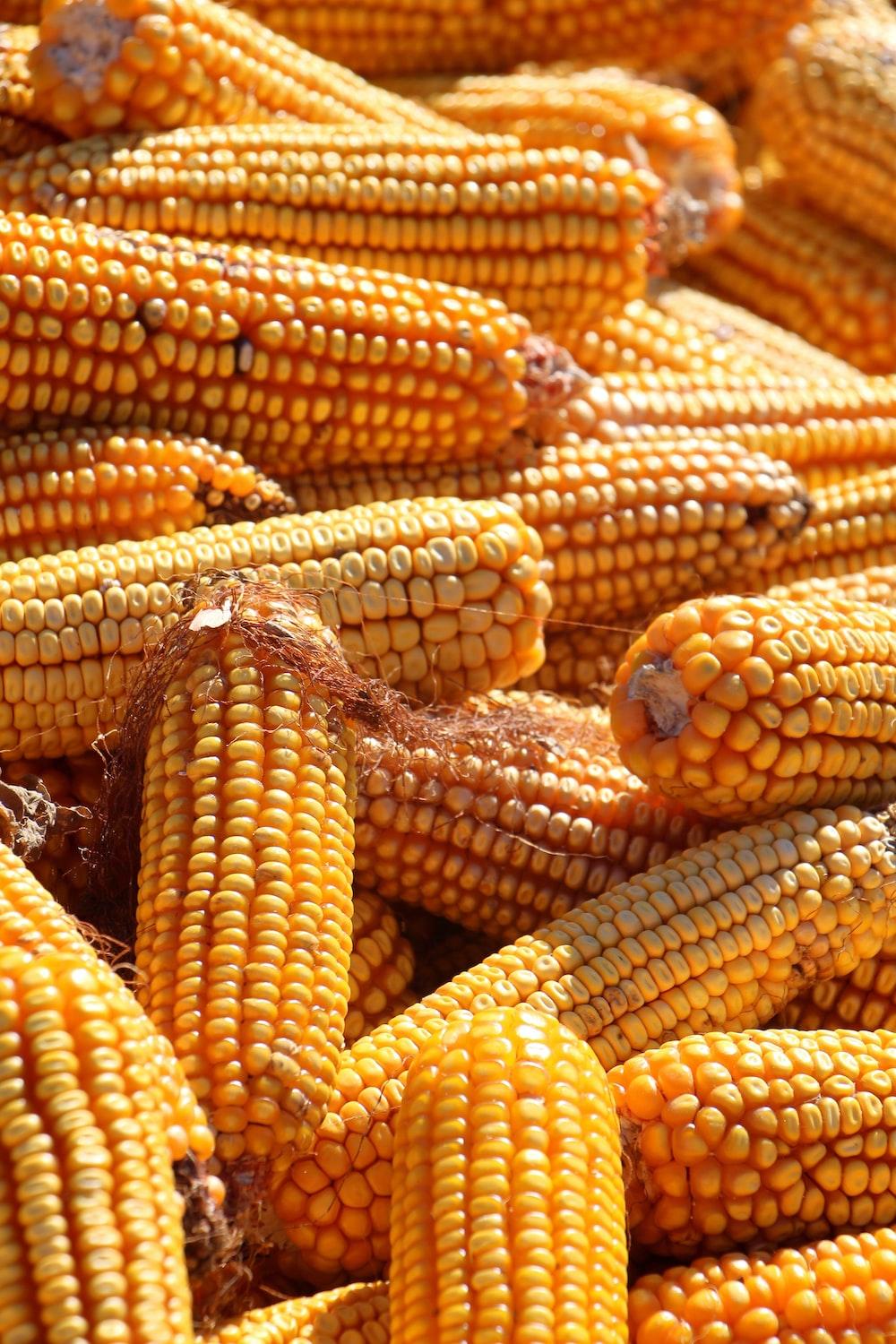 1000x1500 Corn Farm Picture. Download Free Image