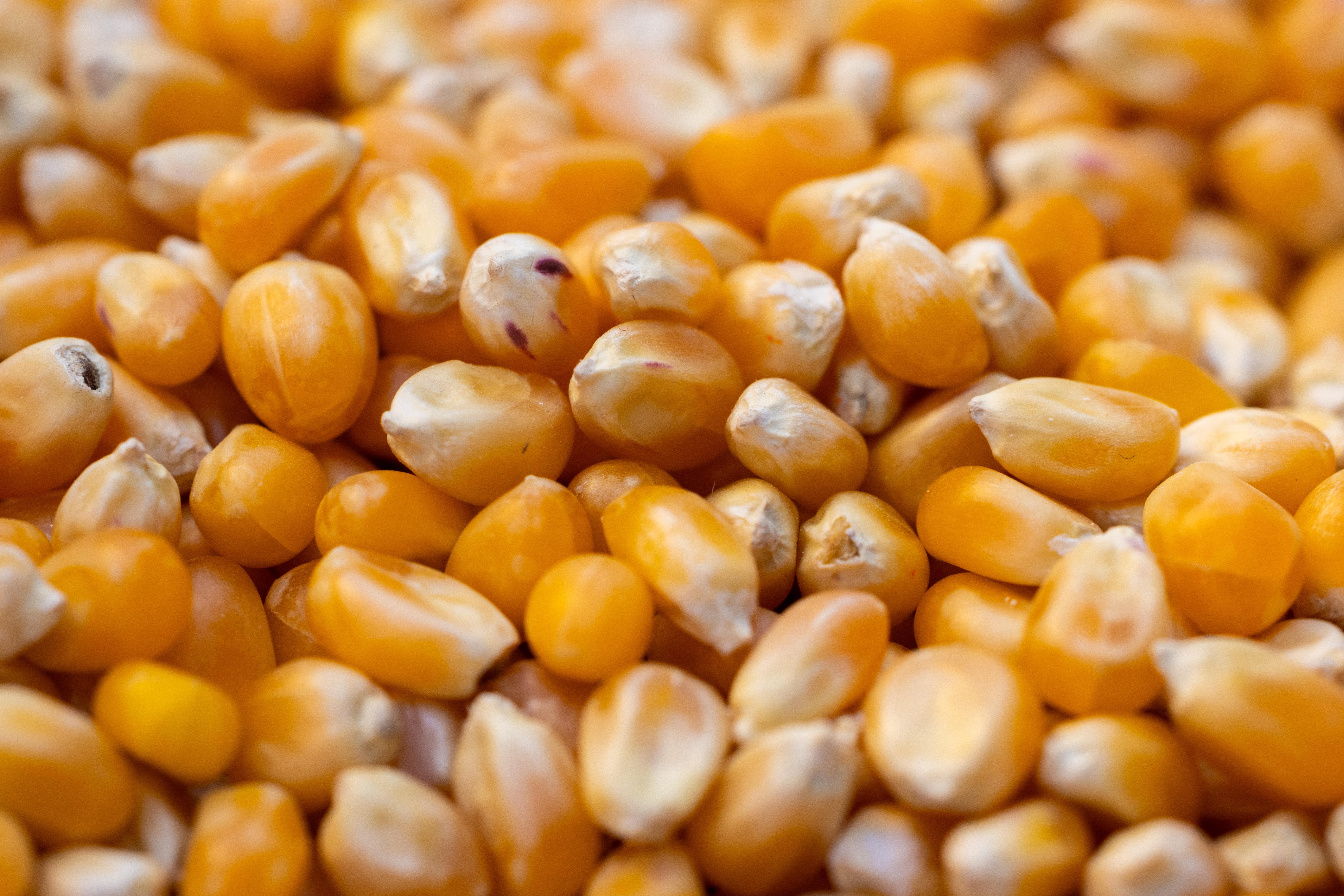 6789x4528 Maize Photo, Download The BEST Free Maize & HD Image