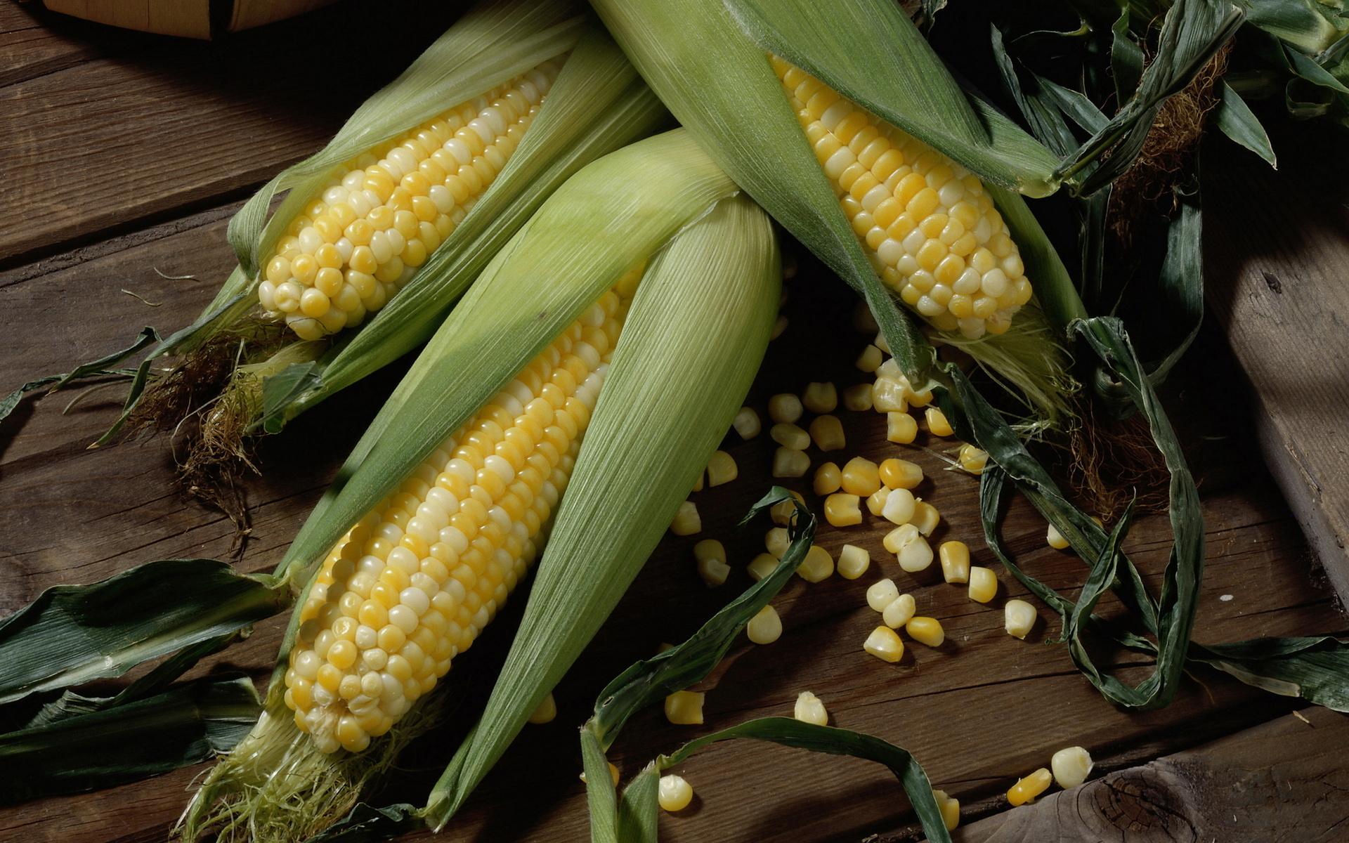1920x1200 Corn HD Wallpaper