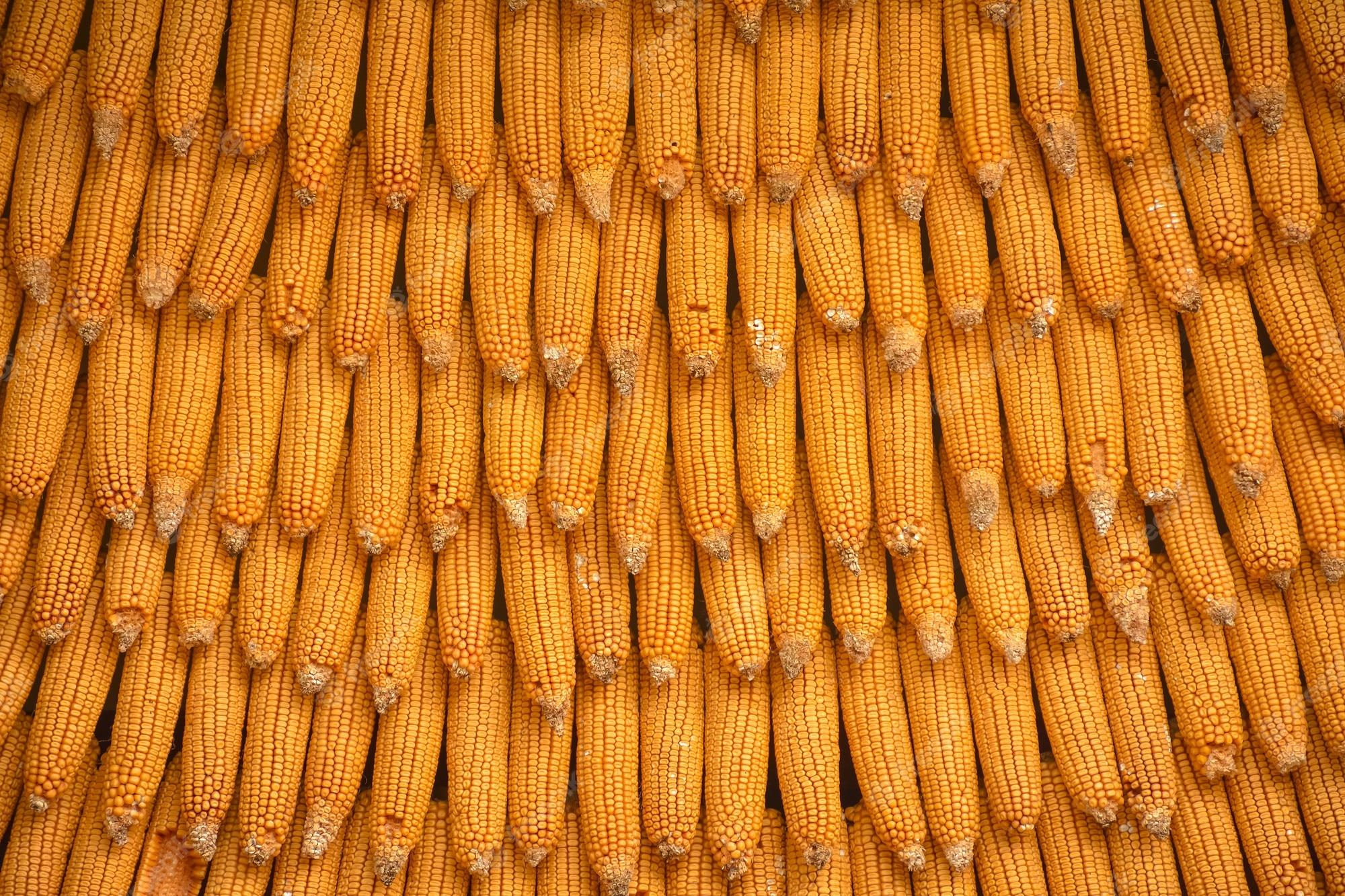 2000x1333 Premium Photo. Corn texture for background wallpaper. background from corn. top quality orange maize with large maize form