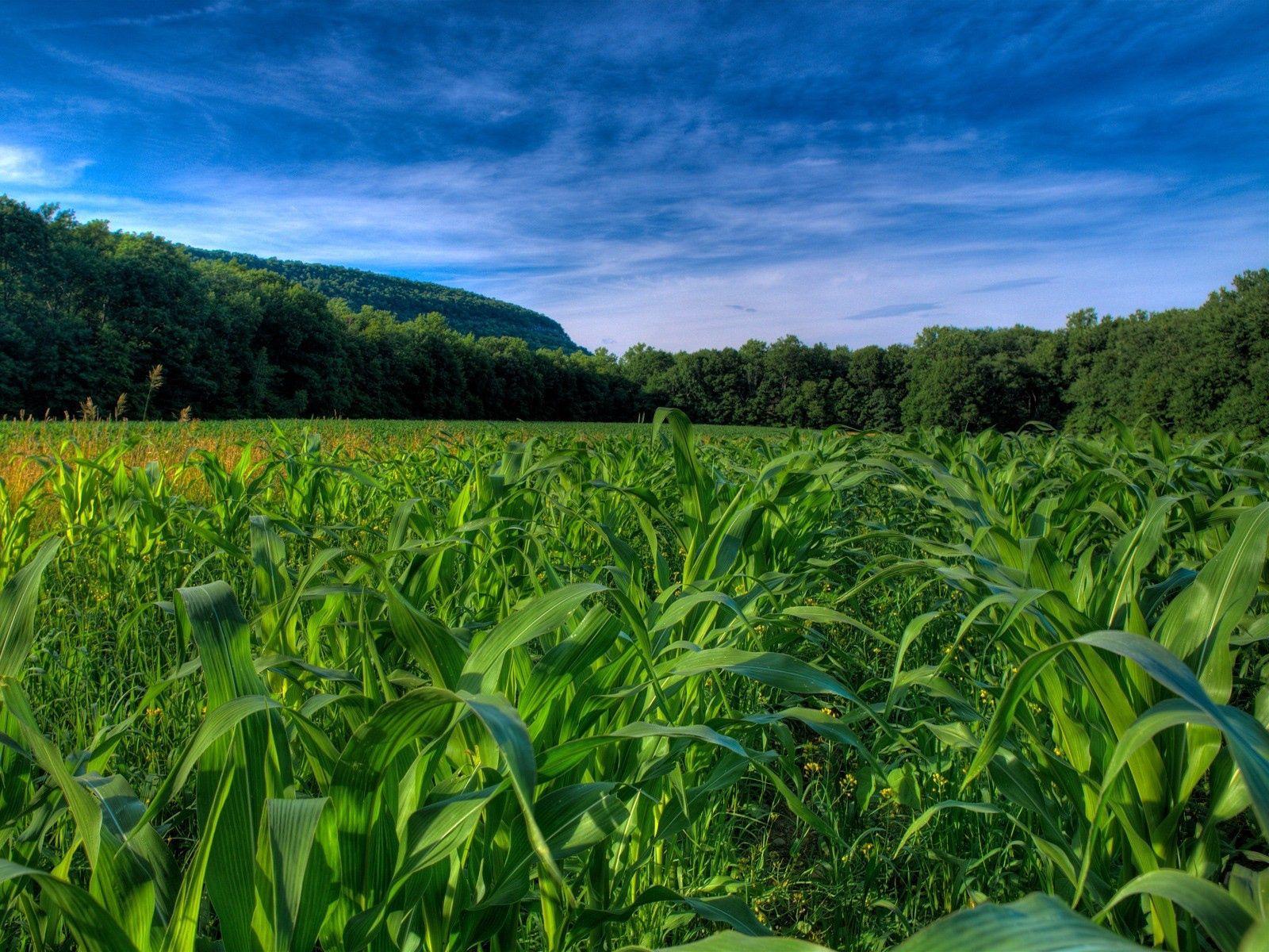 1600x1200 Download Maize wallpaper for mobile phone, free Maize HD picture