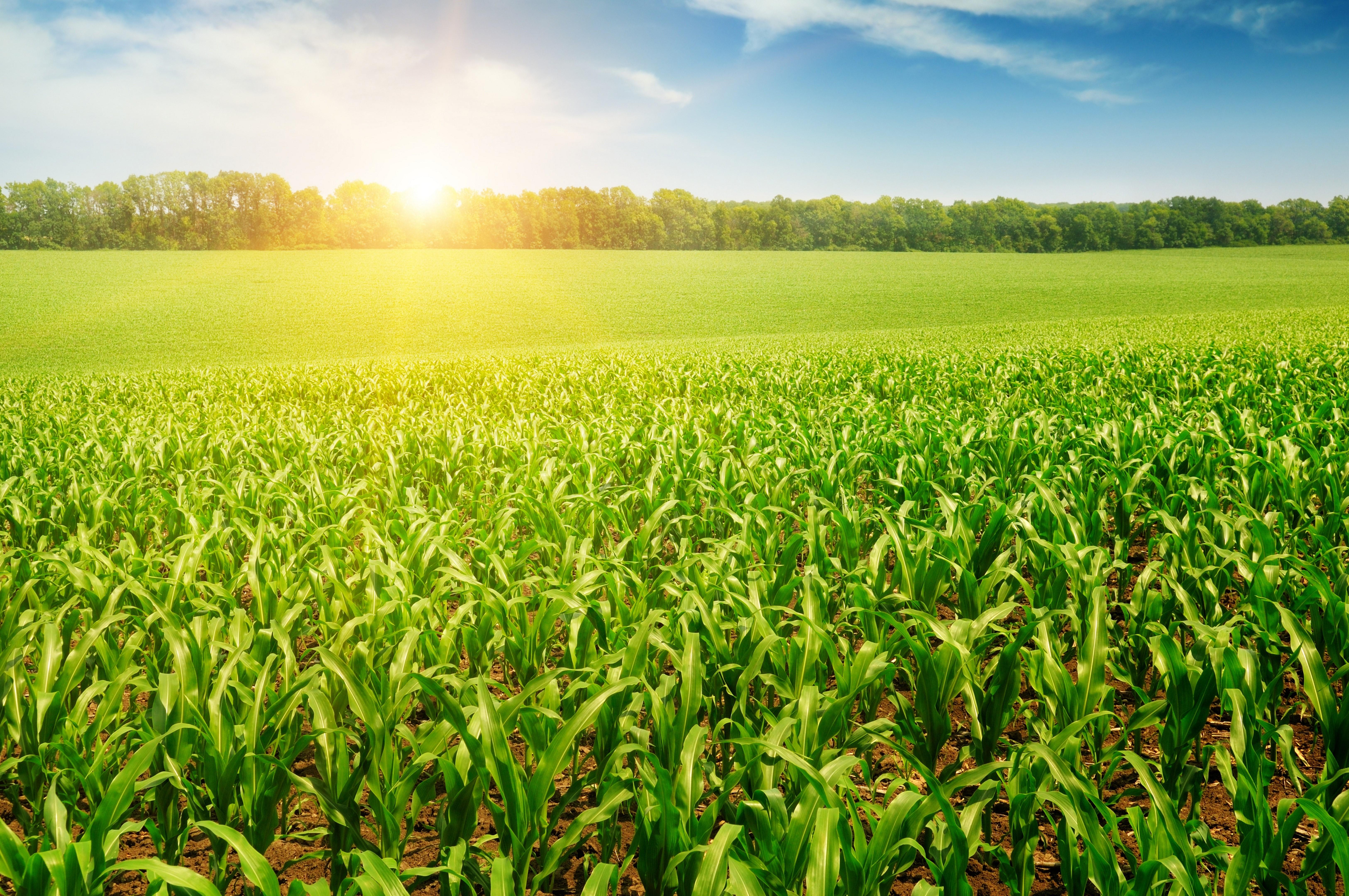 6500x4318 4K, 5K, 6K, Fields, Corn Gallery HD Wallpaper