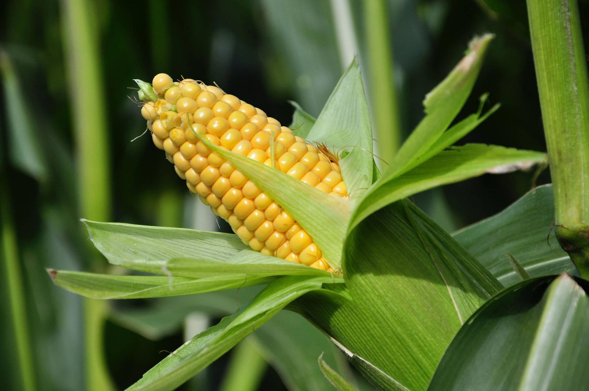 1920x1276 Download Crunchy Yellow Corn Wallpaper