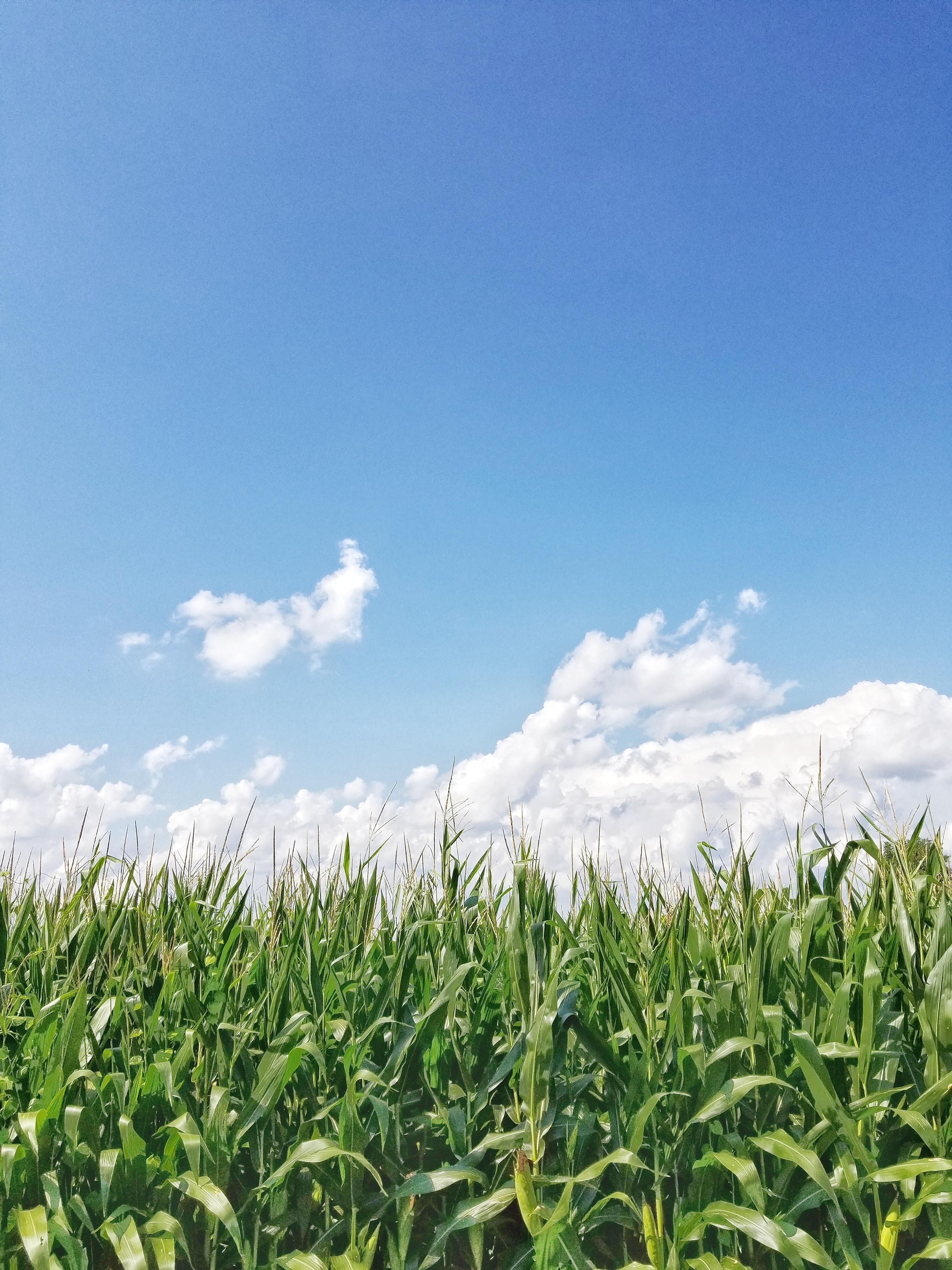 3024x4032 Corn 4K wallpaper for your desktop or mobile screen free and easy to download