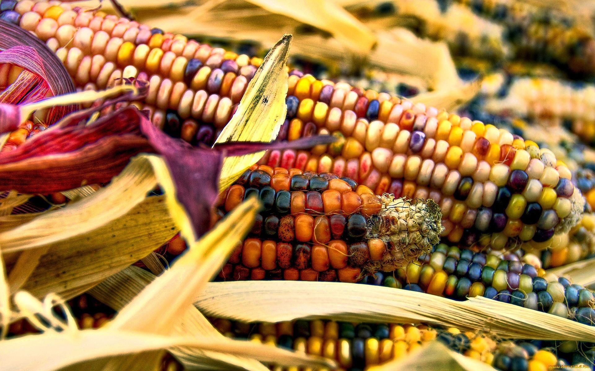 1920x1200 Corn HD Wallpaper