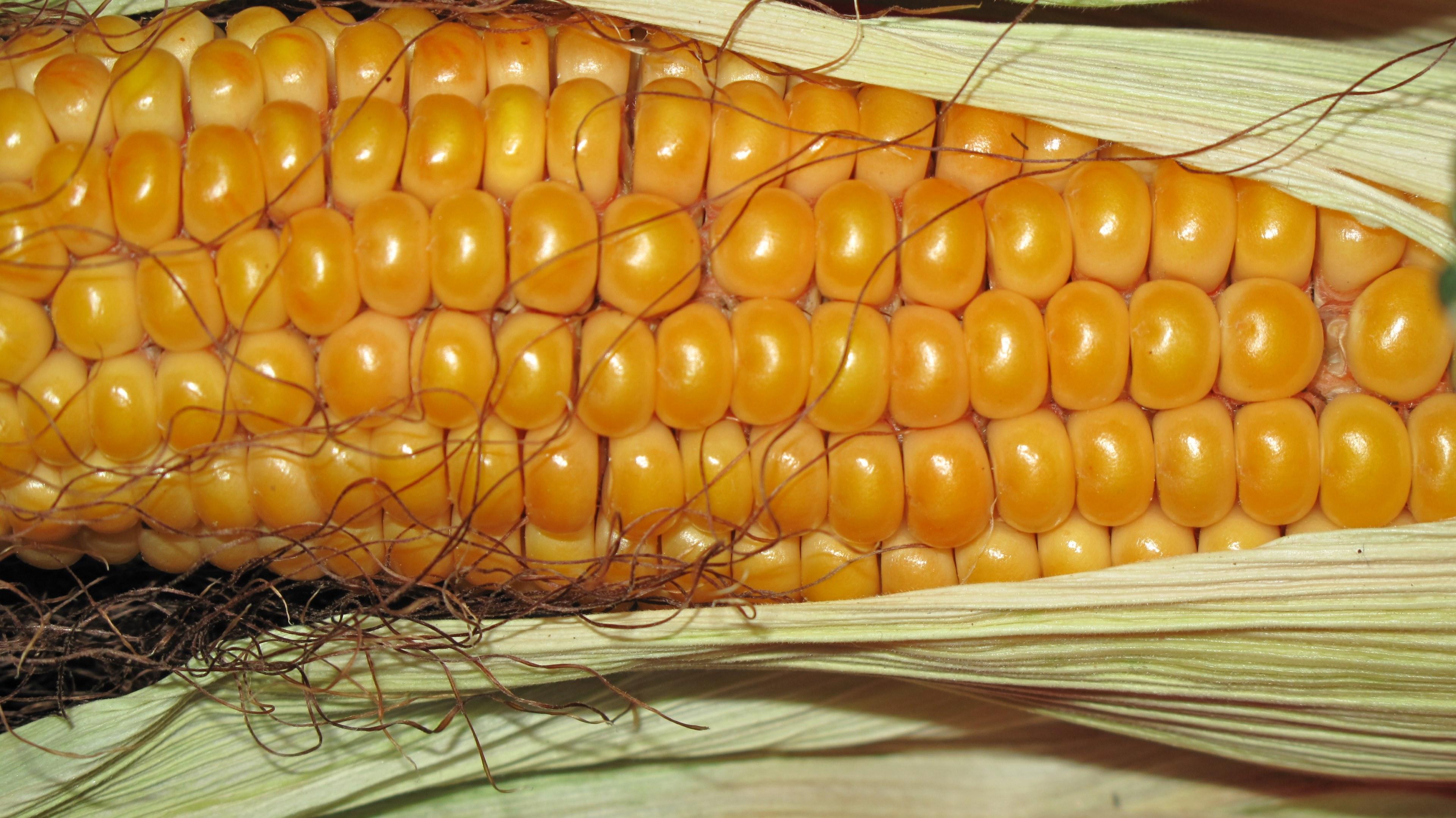 3840x2157 Wallpaper / corn grain corn on the cob autumn background 4k wallpaper free download