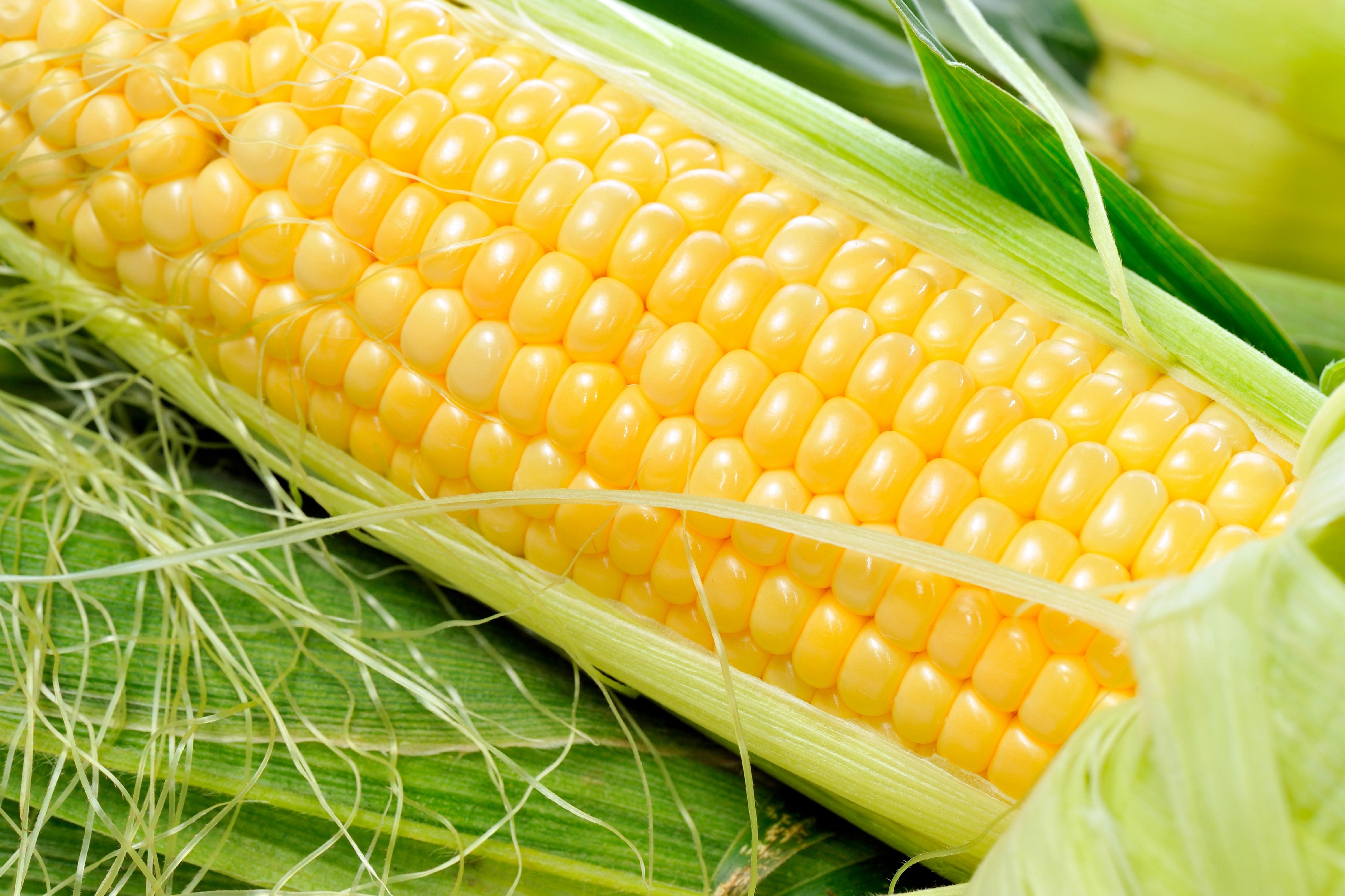 6000x4000 4K Corn Wallpaper and Background Image