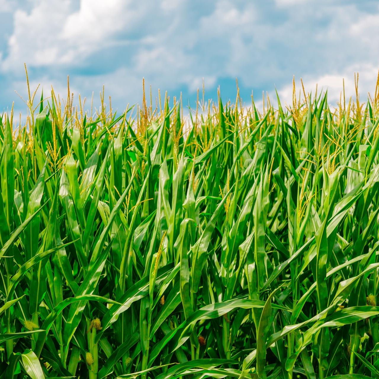 1280x1280 Wallpaper 4k corn, field, summer, farm 4k Wallpaper
