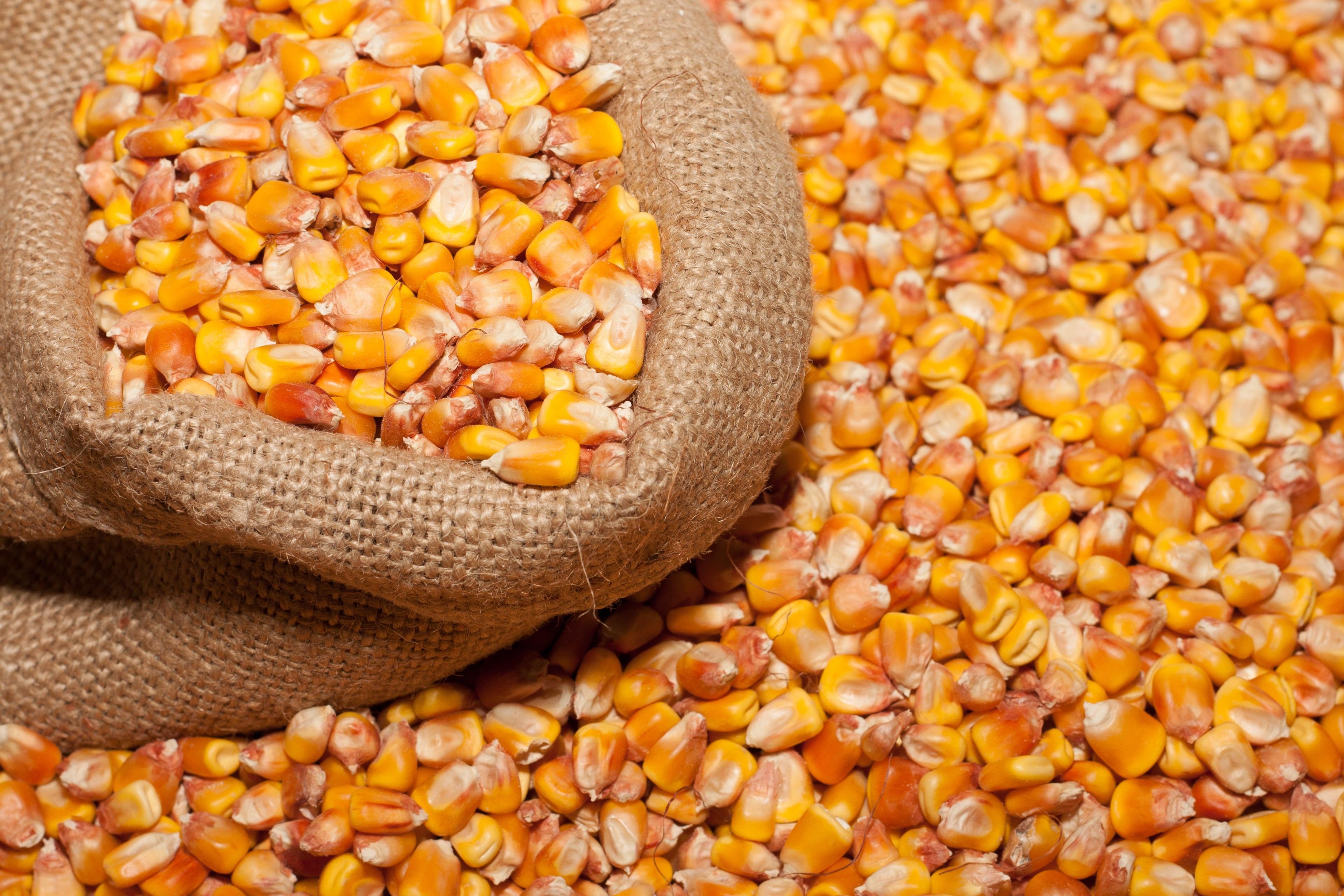 3840x2560 3840x2560 corn 4k download HD Gallery HD Wallpaper