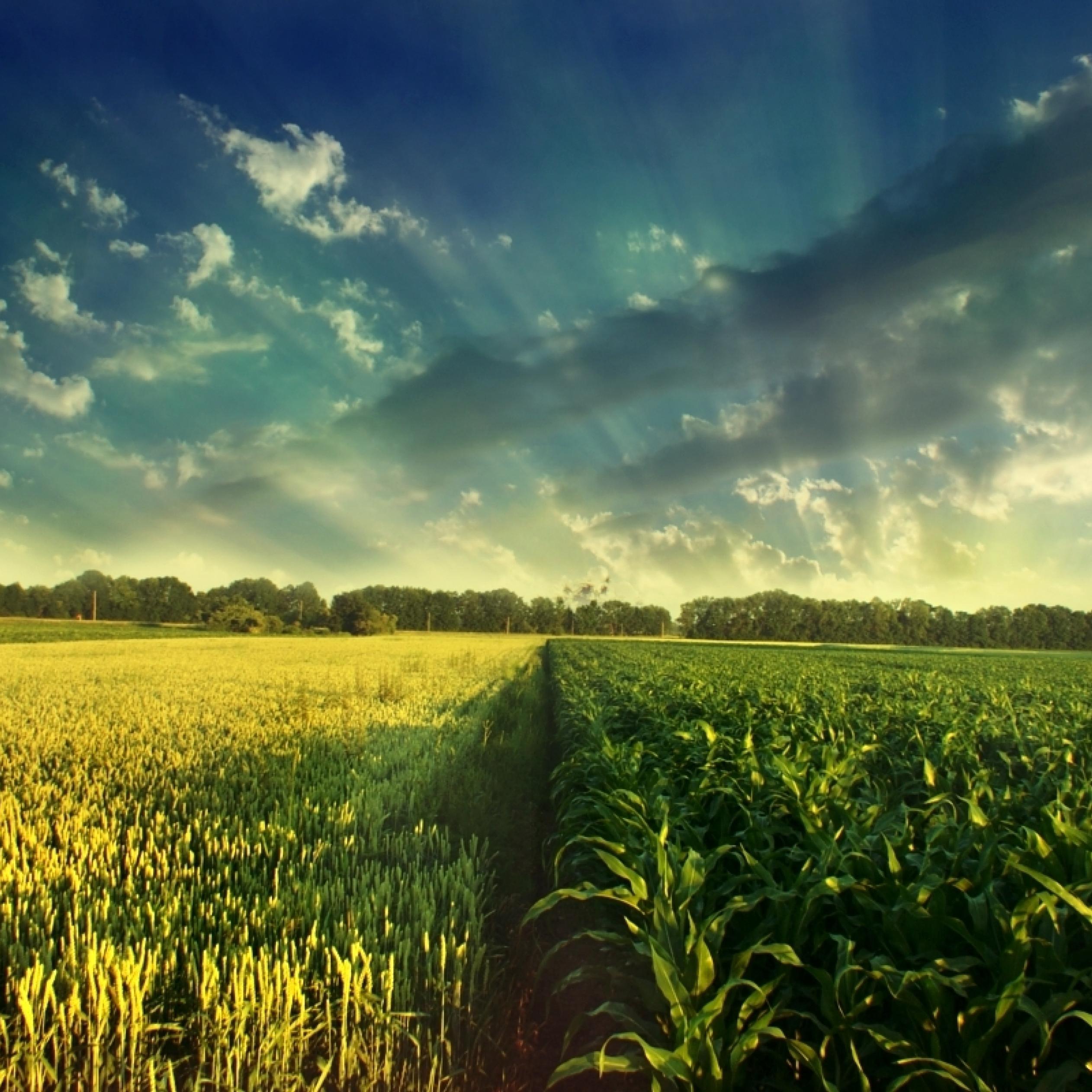 2524x2524 Wheat and corn field nature wallpaper