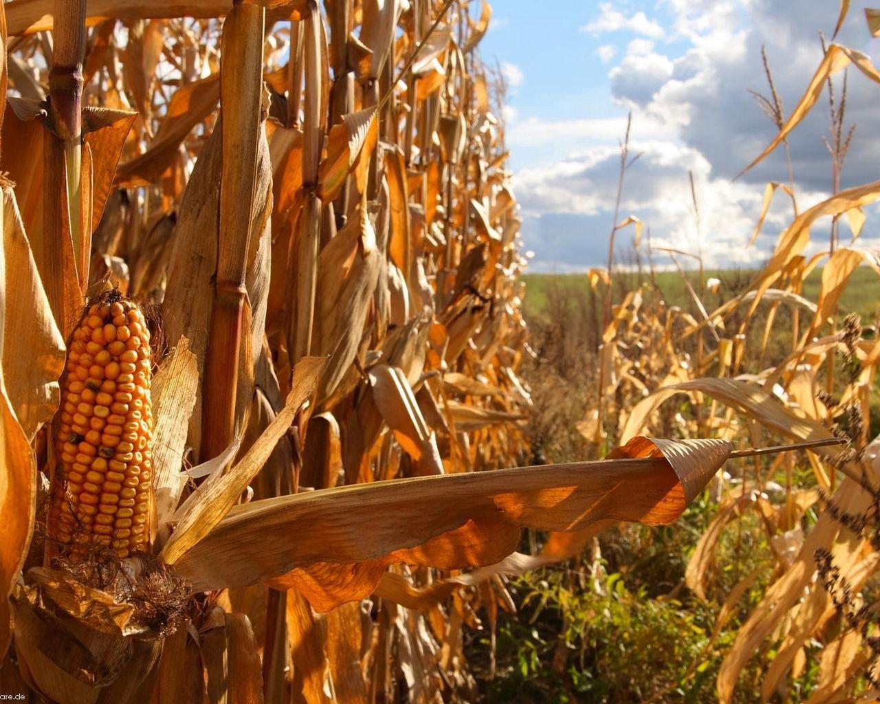 1280x1024 Download wallpaper 1280x1024 corn, agriculture, field, ears, tops of vegetable, yellow standard 5:4 HD background