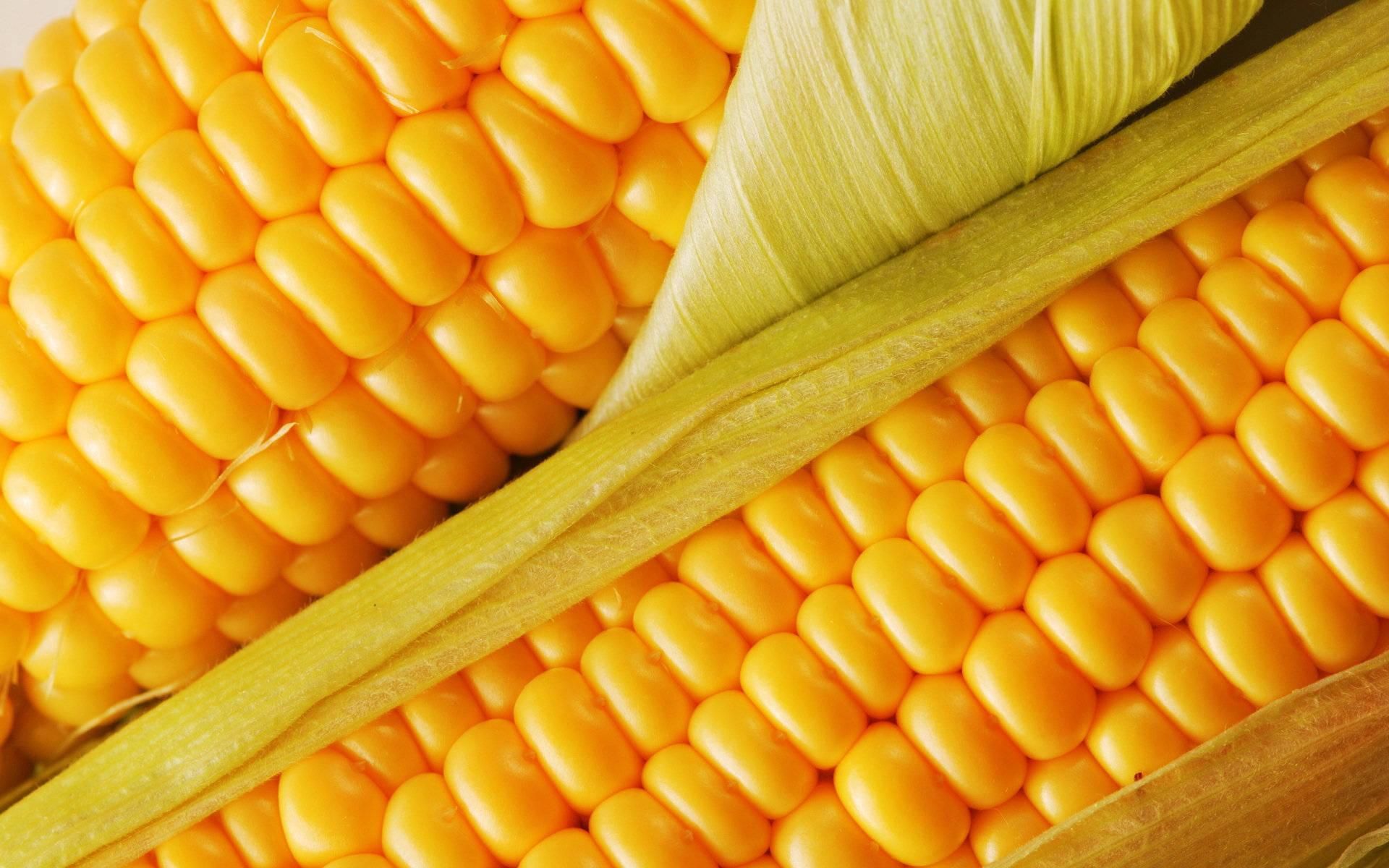 1920x1200 Corn Wallpaper