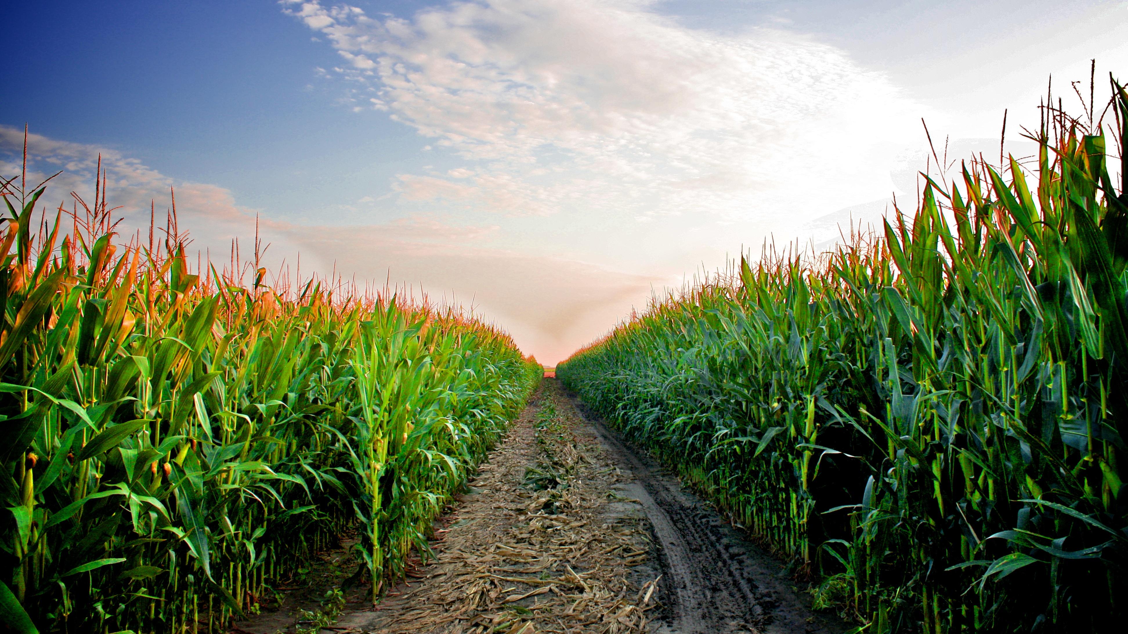 3888x2187 Field With Corn Country Road Sky Clouds Summer Wallpaper HD 3888x2187 :