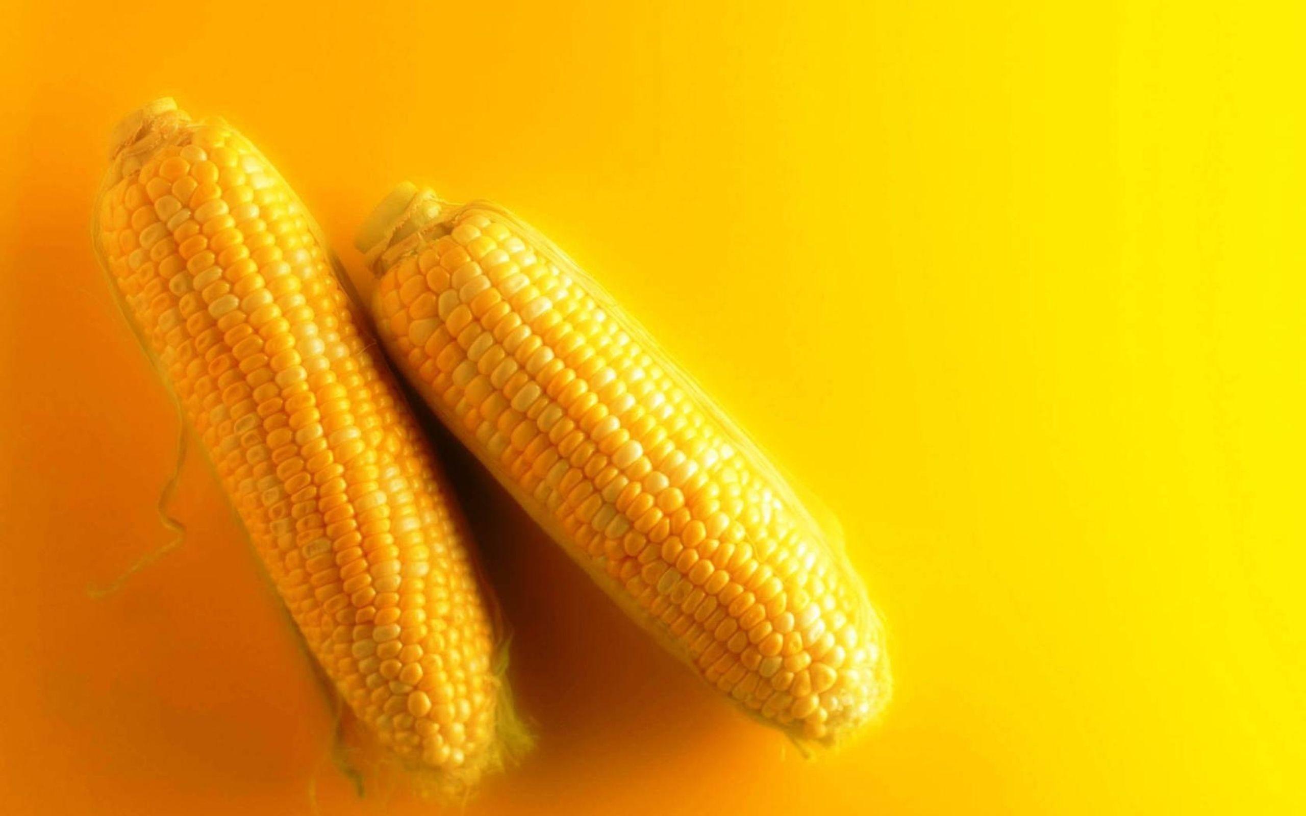 2560x1600 Maize Wallpaper