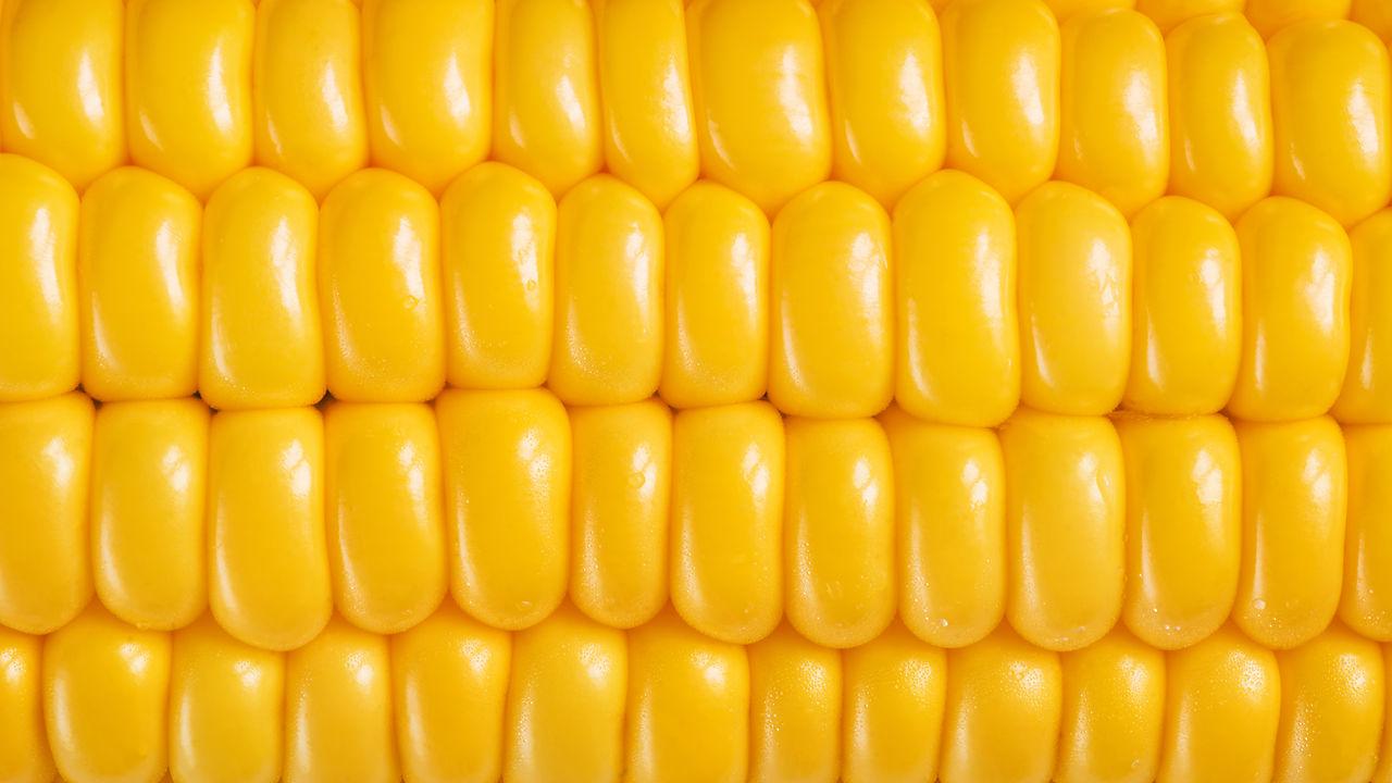 1280x720 Crop Spot: Michigan Sweet Corn the Local Difference