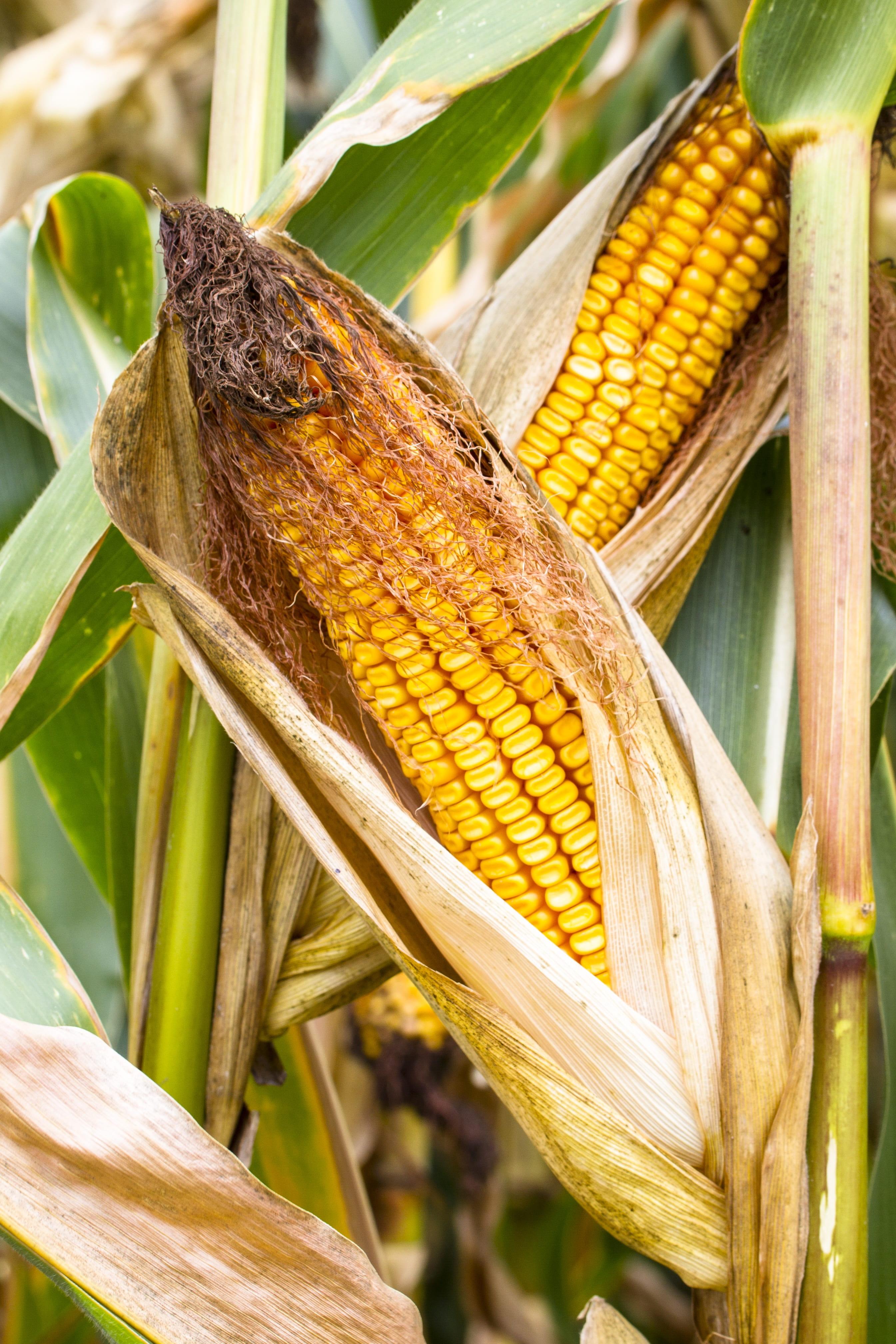 2690x4035 Wallpaper / Nature, Corn Kernels, Corn On The Cob, Cereals, Focus On Foreground, 4K, Growth, Crop, Corn On The Cob Hair, Close Up, Sweetcorn, Leaf, Healthy Eating Free Download