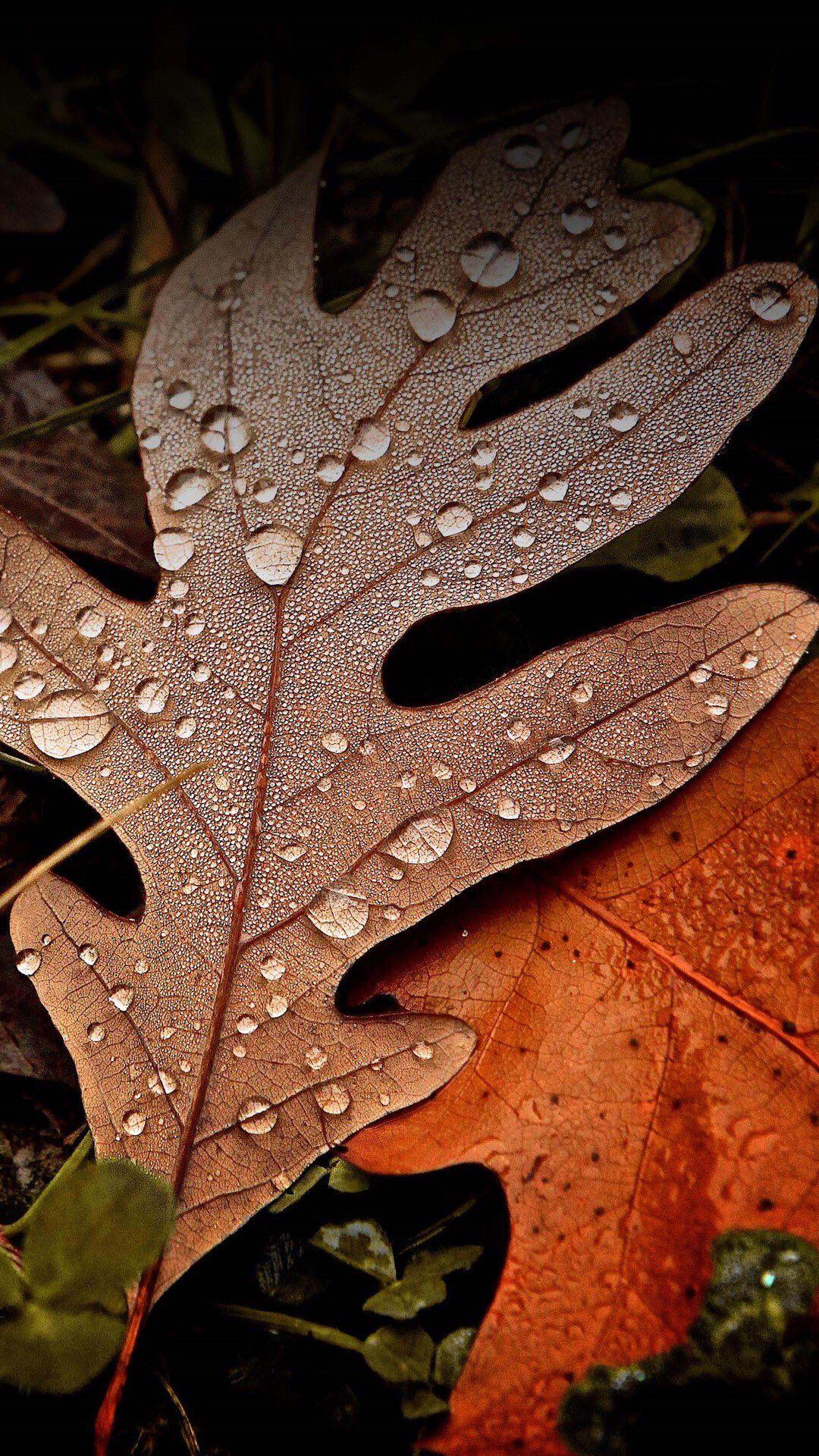 1080x1920 Autumn Wallpaper