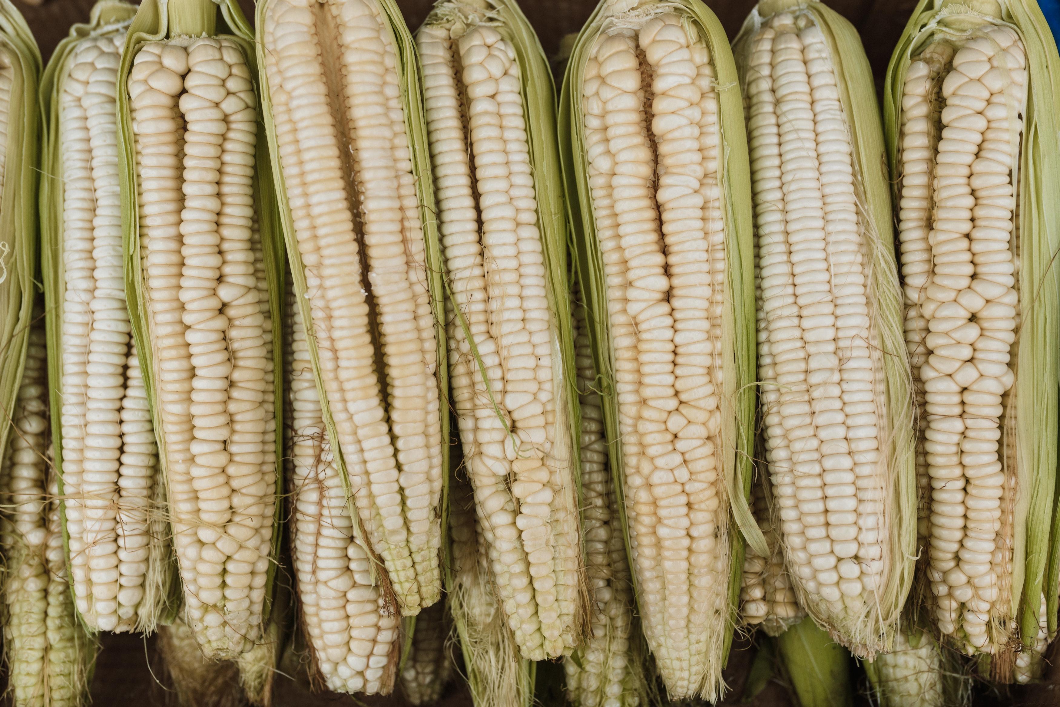 3500x2336 Maize Photo, Download The BEST Free Maize & HD Image