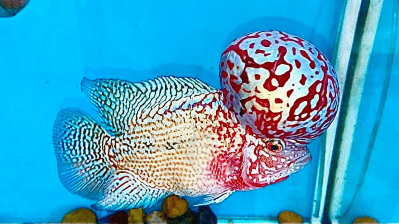 Flowerhorn Wallpapers Top Free Flowerhorn Backgrounds WallpaperAccess