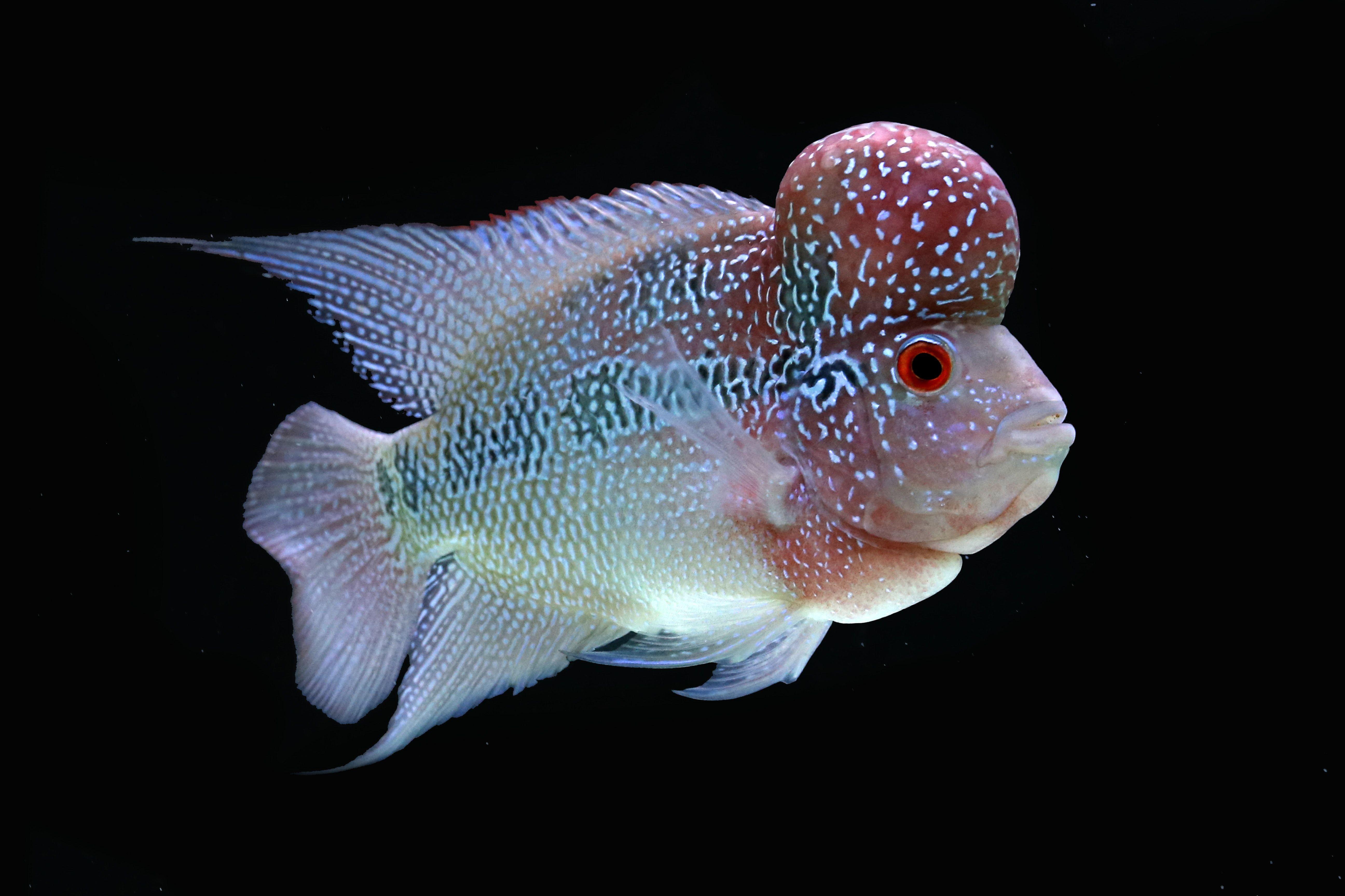 Flowerhorn Wallpapers - Top Free Flowerhorn Backgrounds - WallpaperAccess