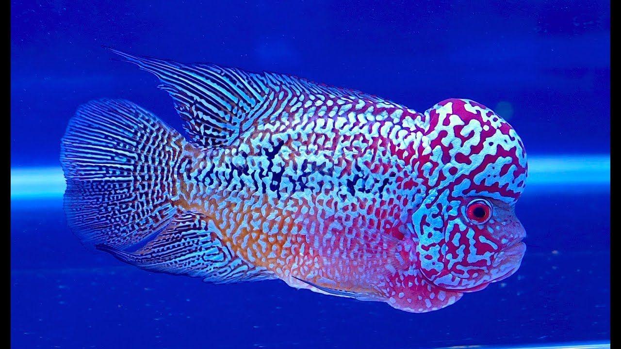 Flowerhorn Wallpapers - Top Free Flowerhorn Backgrounds - WallpaperAccess