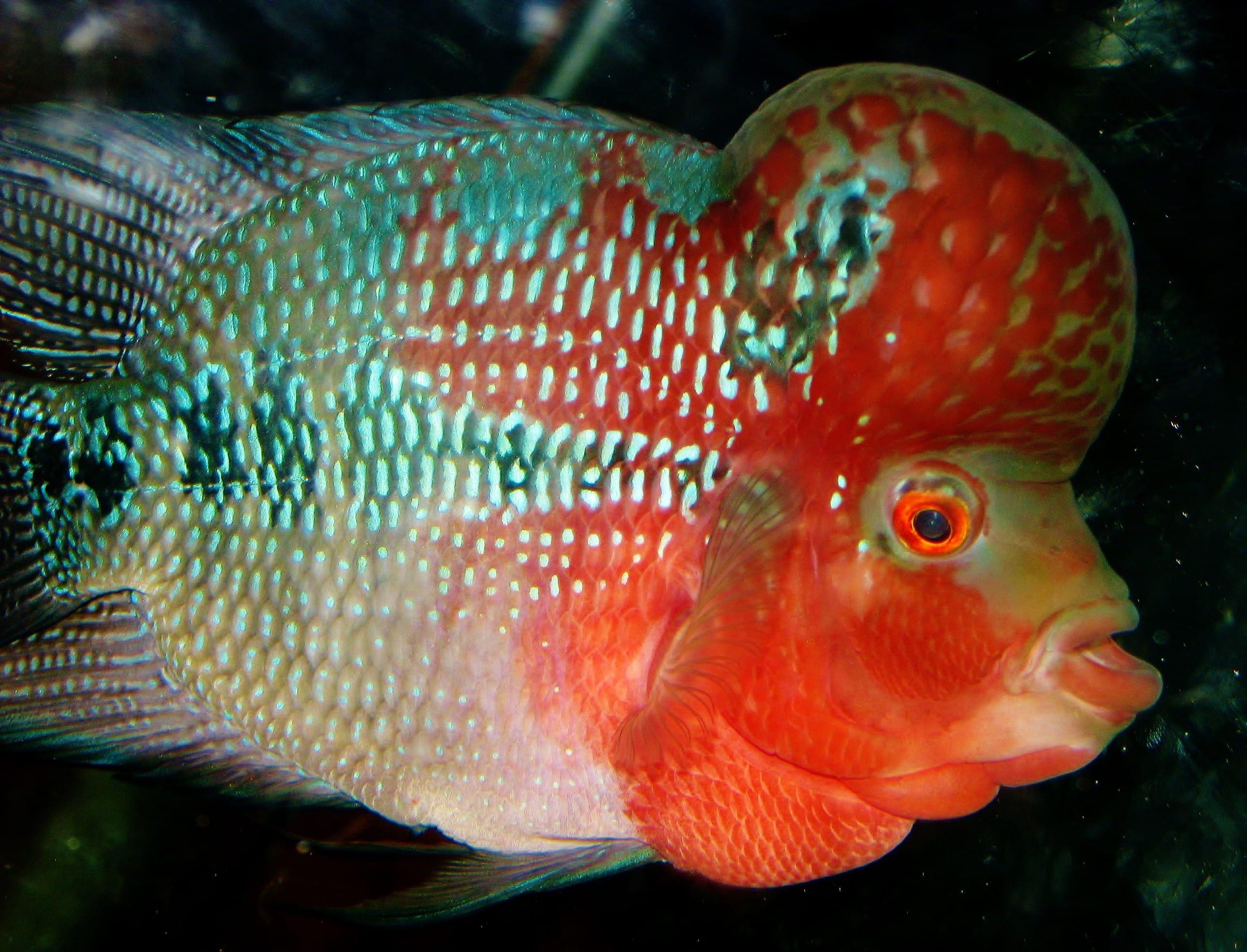 Flowerhorn Wallpapers Top Free Flowerhorn Backgrounds WallpaperAccess