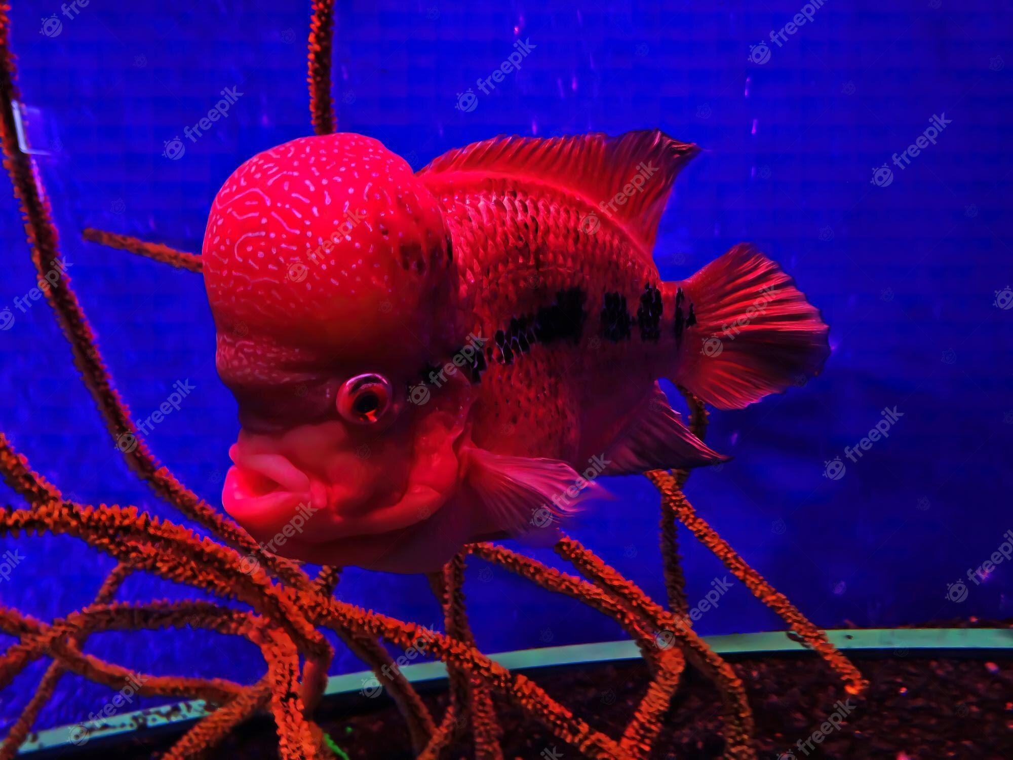 Flowerhorn Wallpapers Top Free Flowerhorn Backgrounds WallpaperAccess