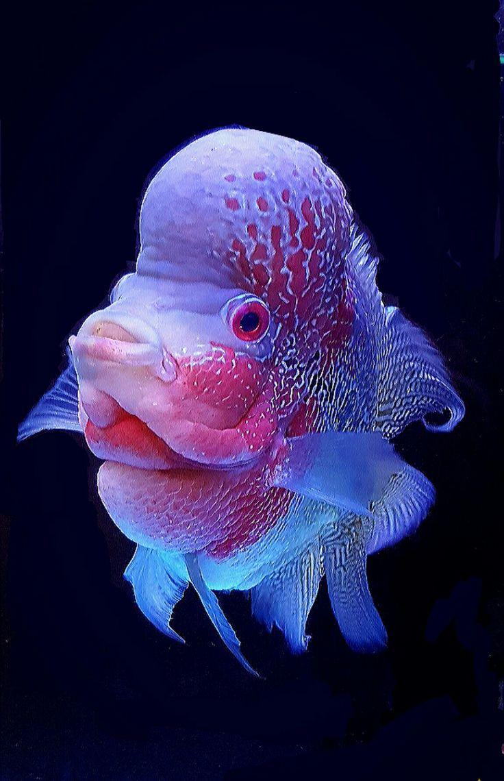 Flowerhorn Wallpapers Top Free Flowerhorn Backgrounds WallpaperAccess