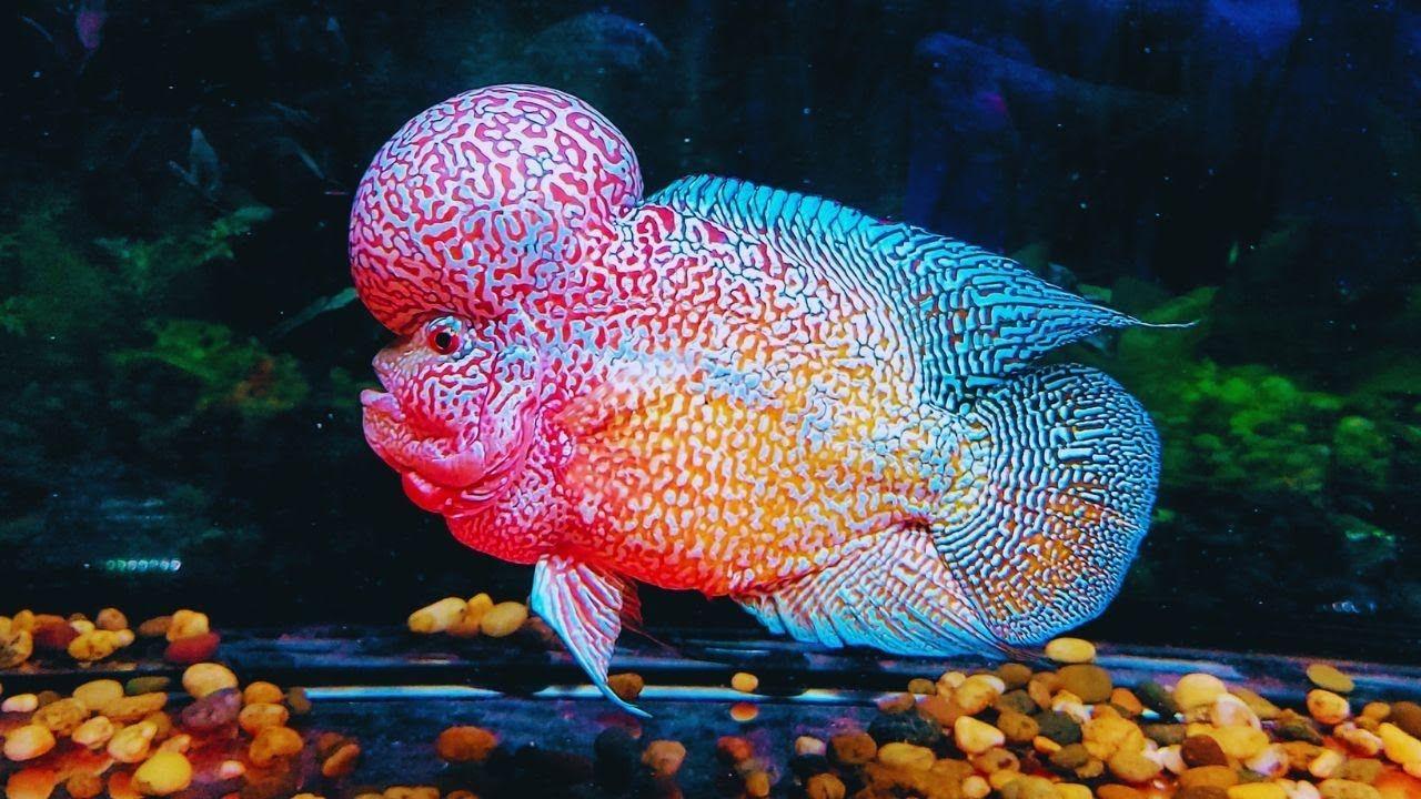 Flowerhorn Wallpapers Top Free Flowerhorn Backgrounds WallpaperAccess