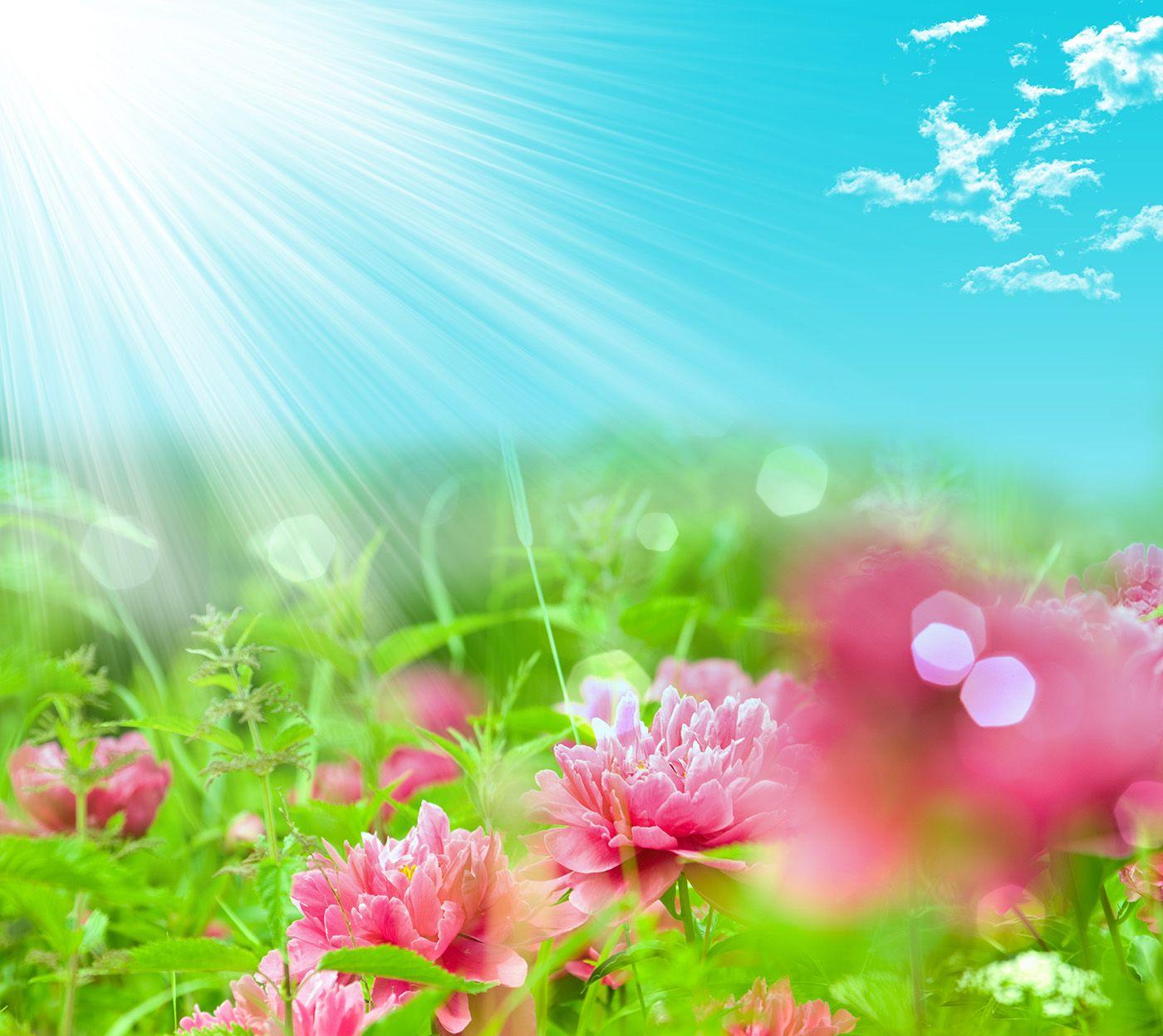 Light Flower Wallpapers - Top Free Light Flower Backgrounds -  WallpaperAccess