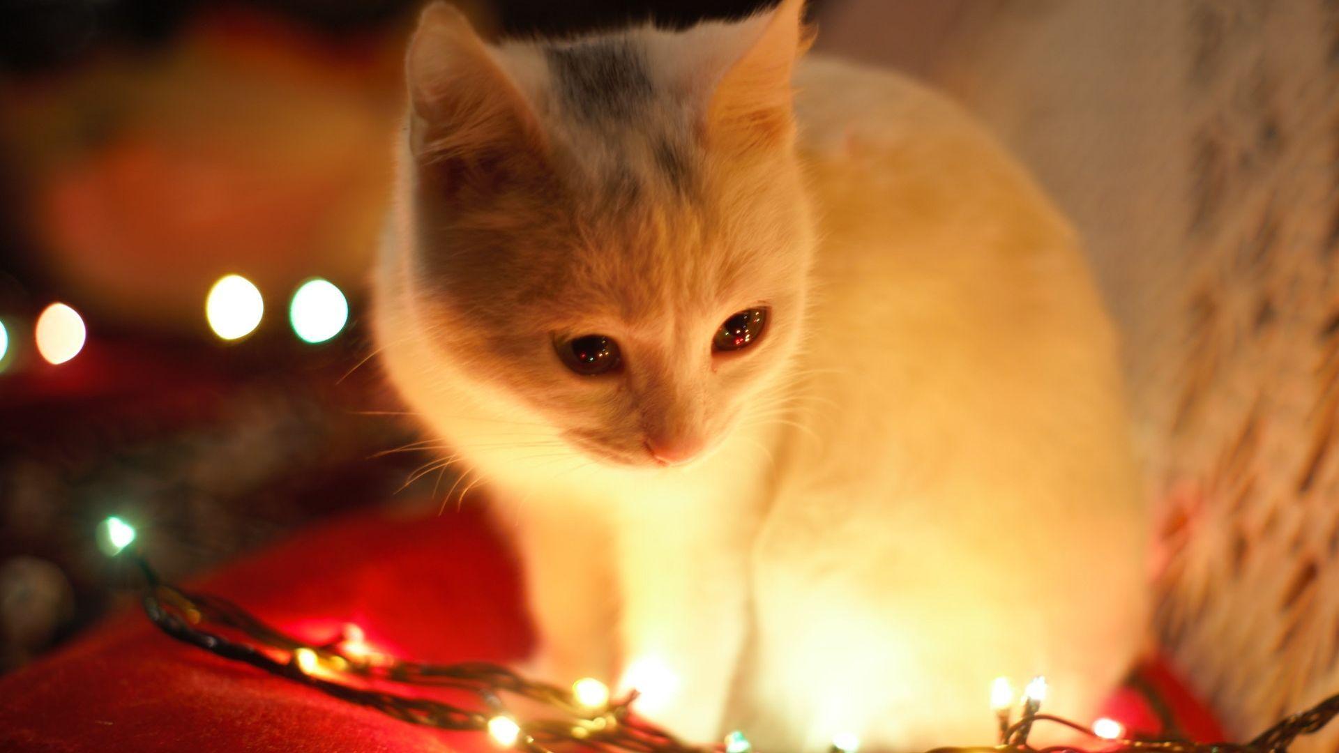 1920x1080 Cute White Cat Besides Christmas Lights Wallpaper