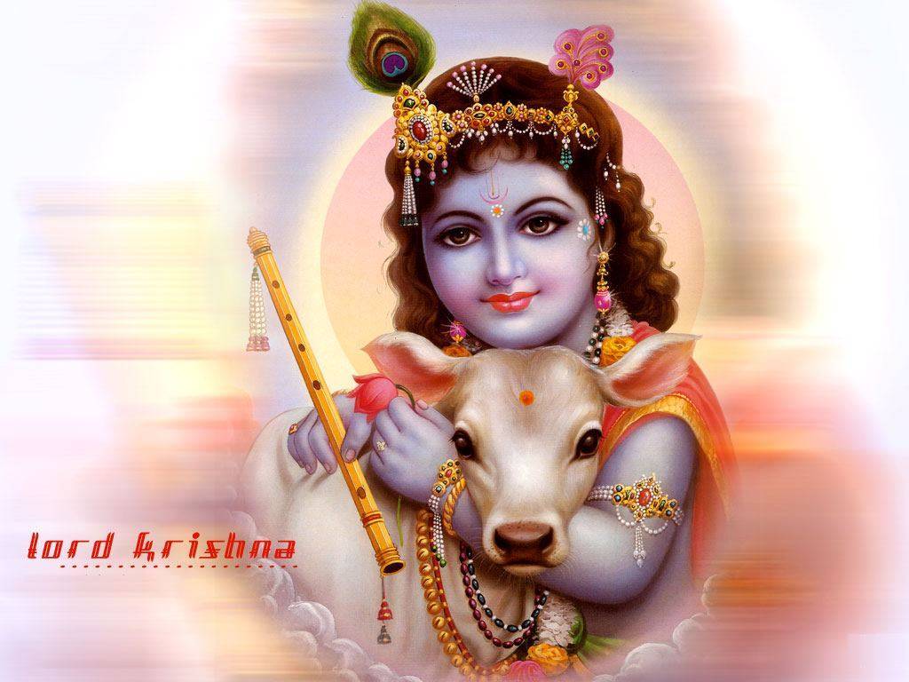 1024x768 Krishna With Cow Wallpaper