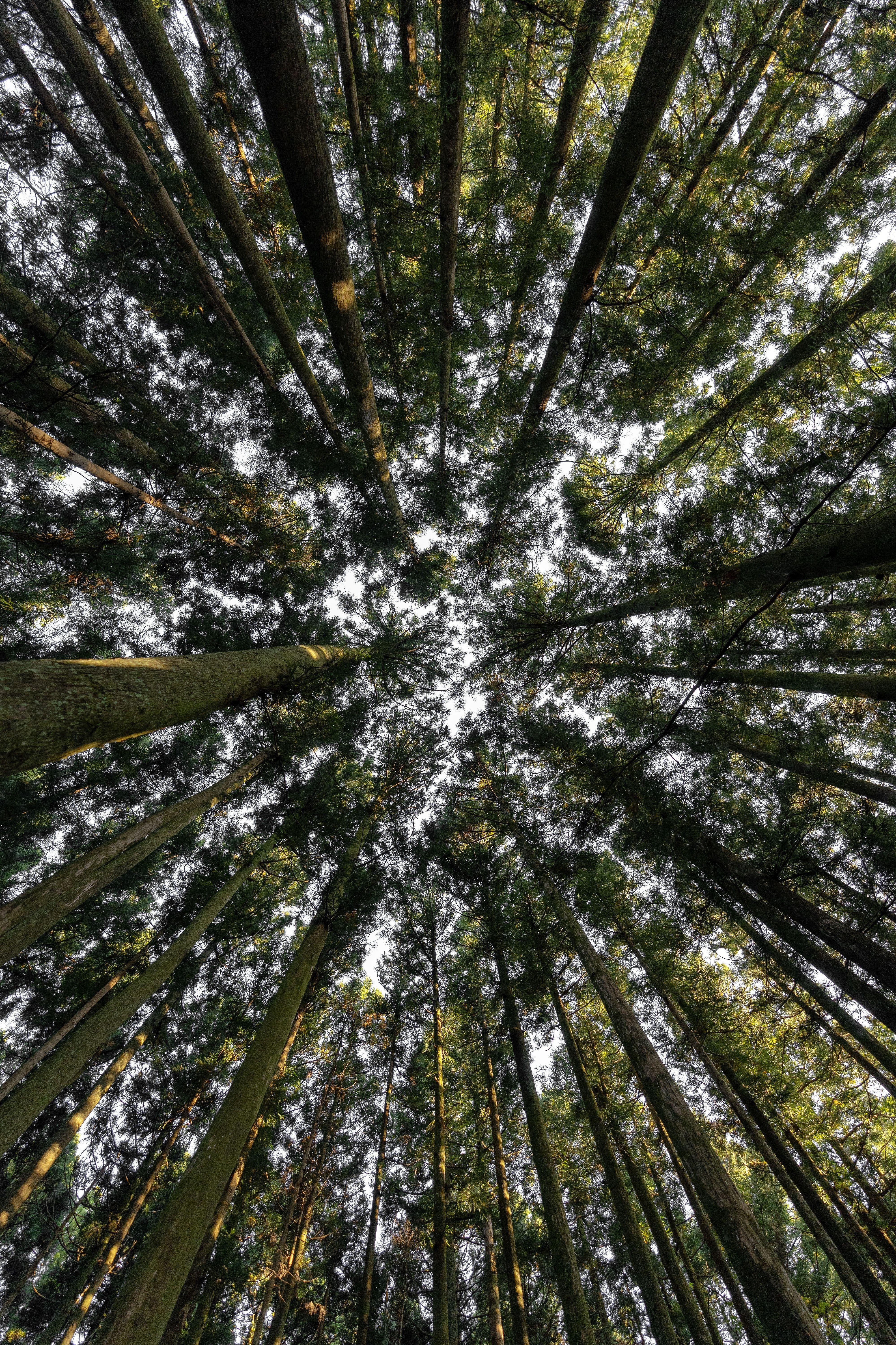 4000x6000 Tall Trees Photo, Download The BEST Free Tall Trees & HD Image