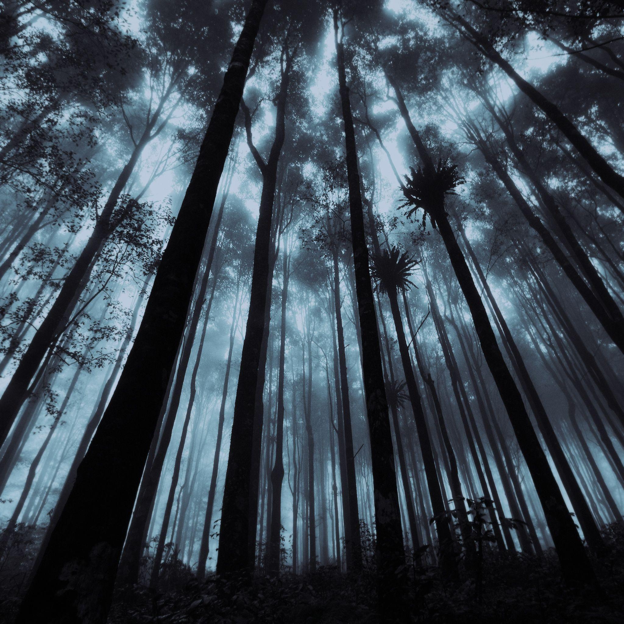 Tall Trees Wallpapers - Top Free Tall Trees Backgrounds - WallpaperAccess