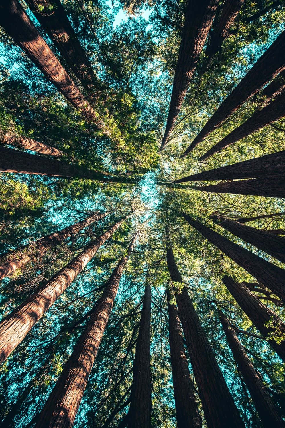 1000x1498 Download Tall Trees Worms Eye View Shot Wallpaper