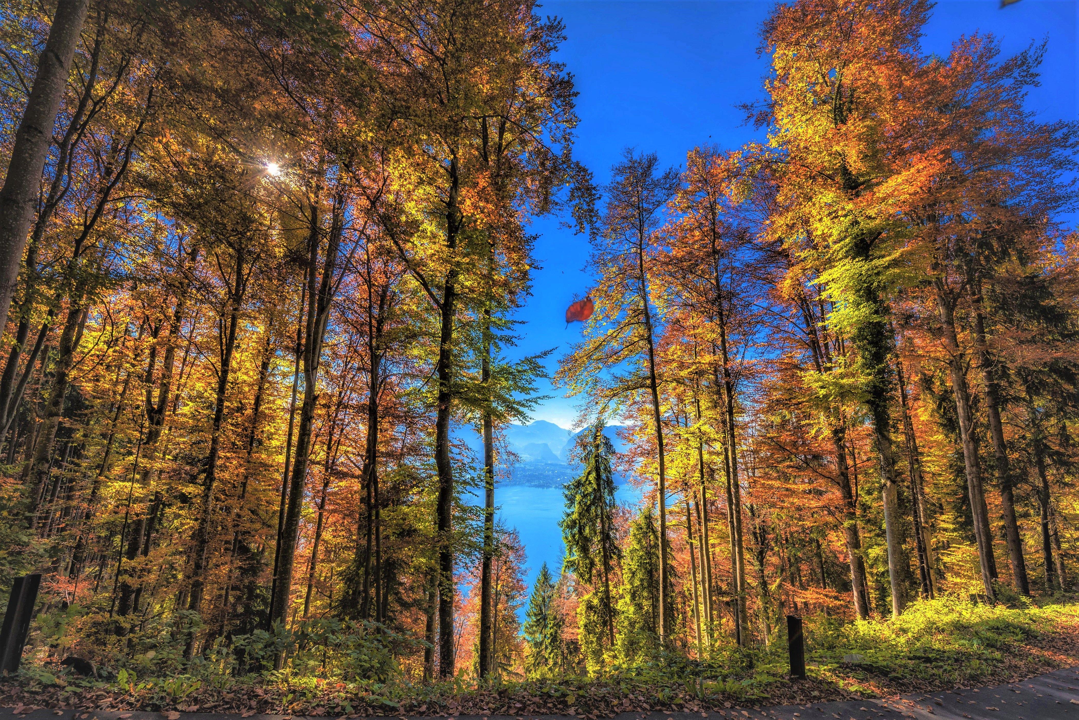4200x2804 Tall Trees on Autumn Lake