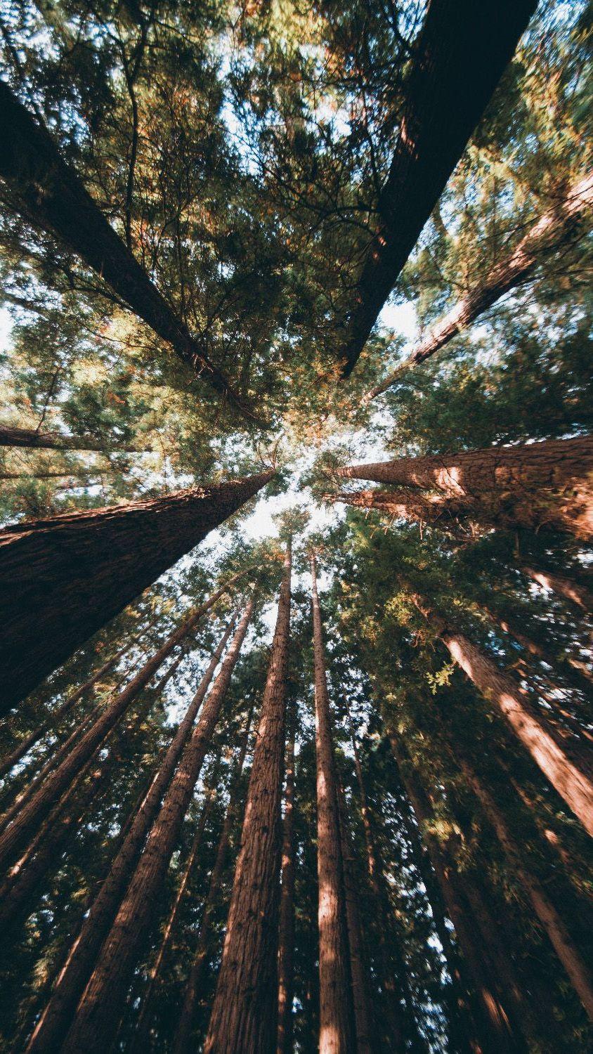 Vivid The Heights In Feet Of The Trees For Sale Moment Nature Vivid The Heights In Feet Of The Trees For Sale Moment Nature