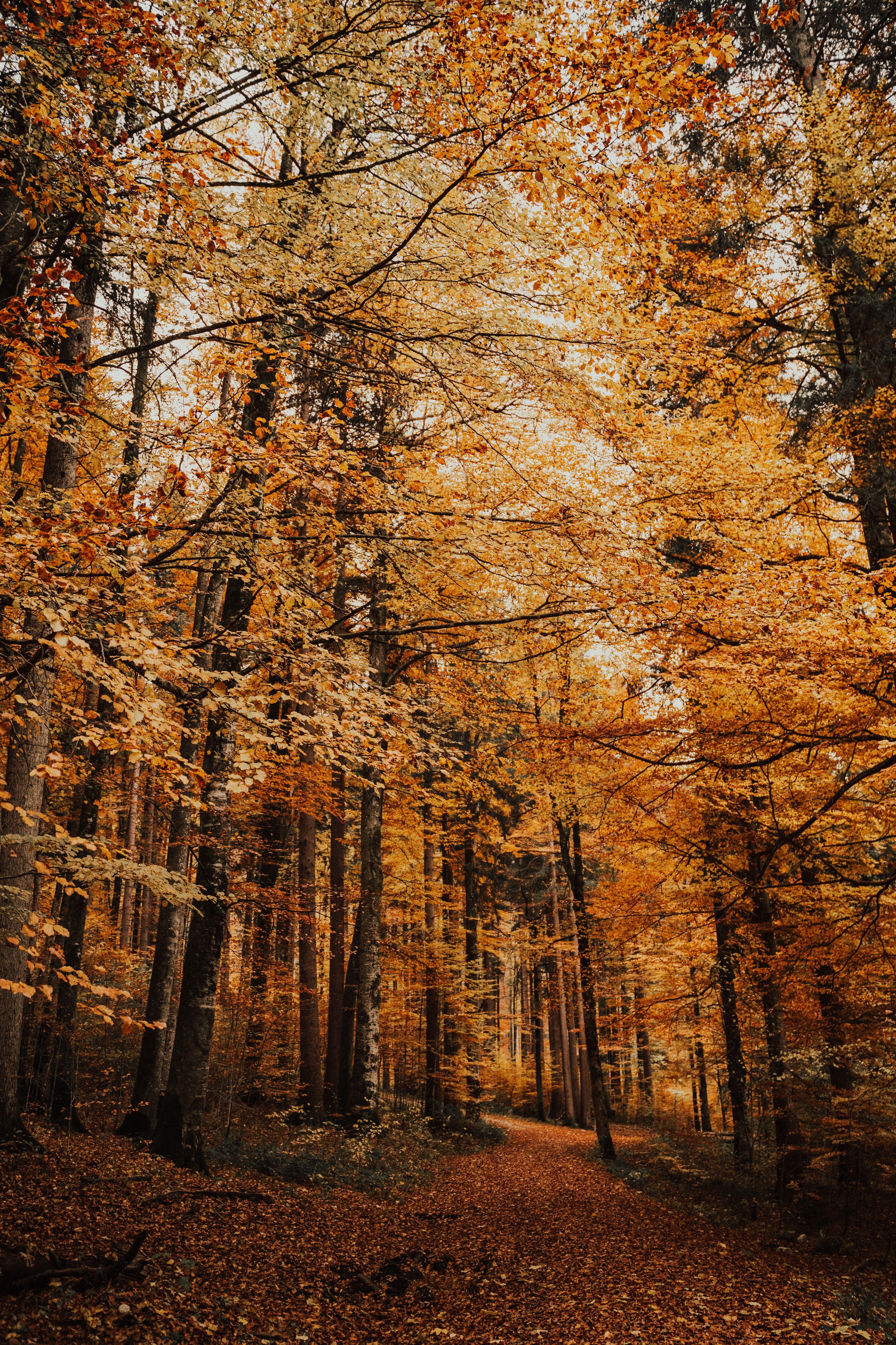4000x6000 Tall Trees Photo, Download The BEST Free Tall Trees & HD Image