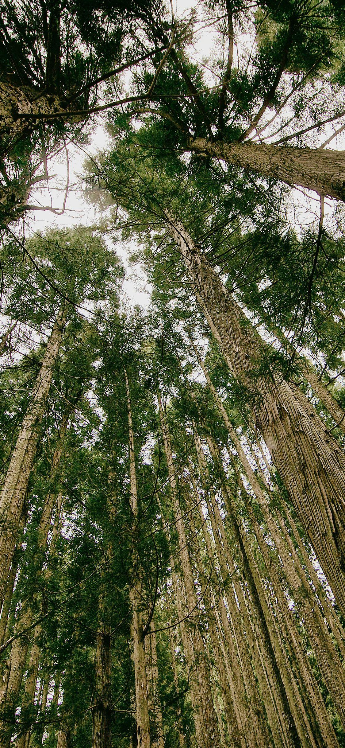 Mesmerizing The Heights In Feet Of The Trees For Sale Picture for Mobile Mesmerizing The Heights In Feet Of The Trees For Sale Picture for Mobile
