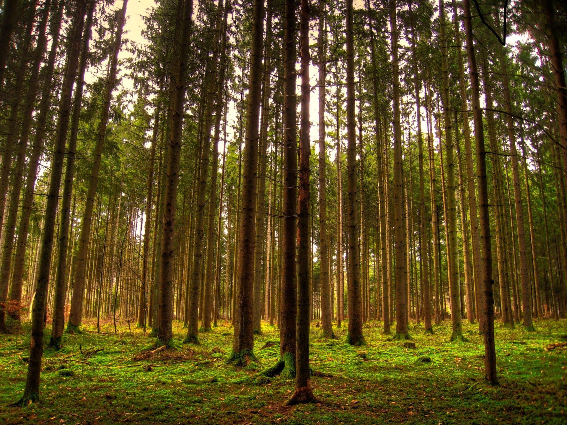 Tall Trees Wallpapers - Top Free Tall Trees Backgrounds - WallpaperAccess